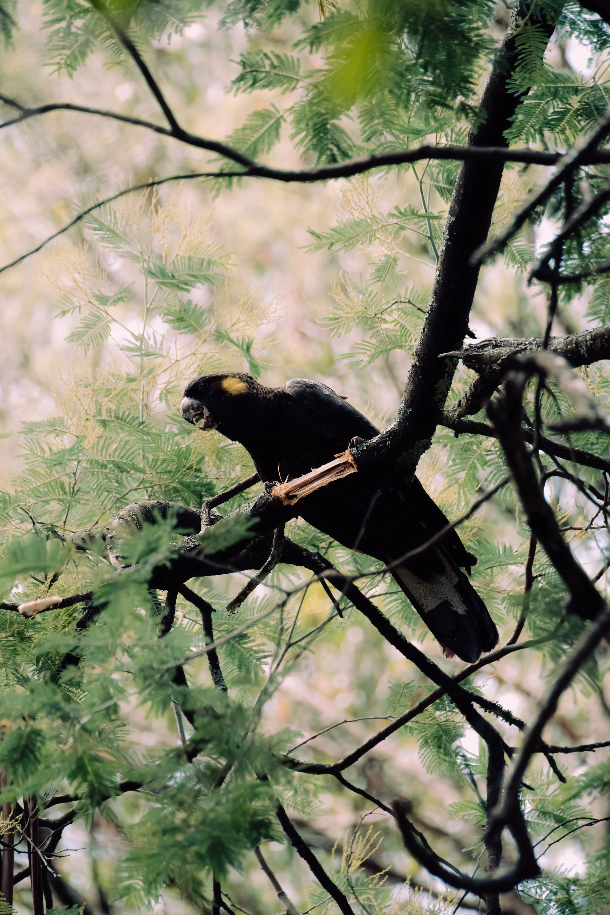 sony bird-66.jpg