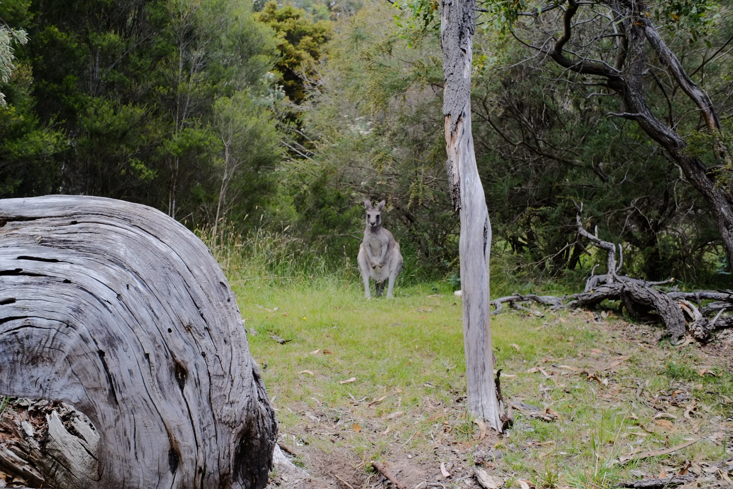 DSCF7009.JPG