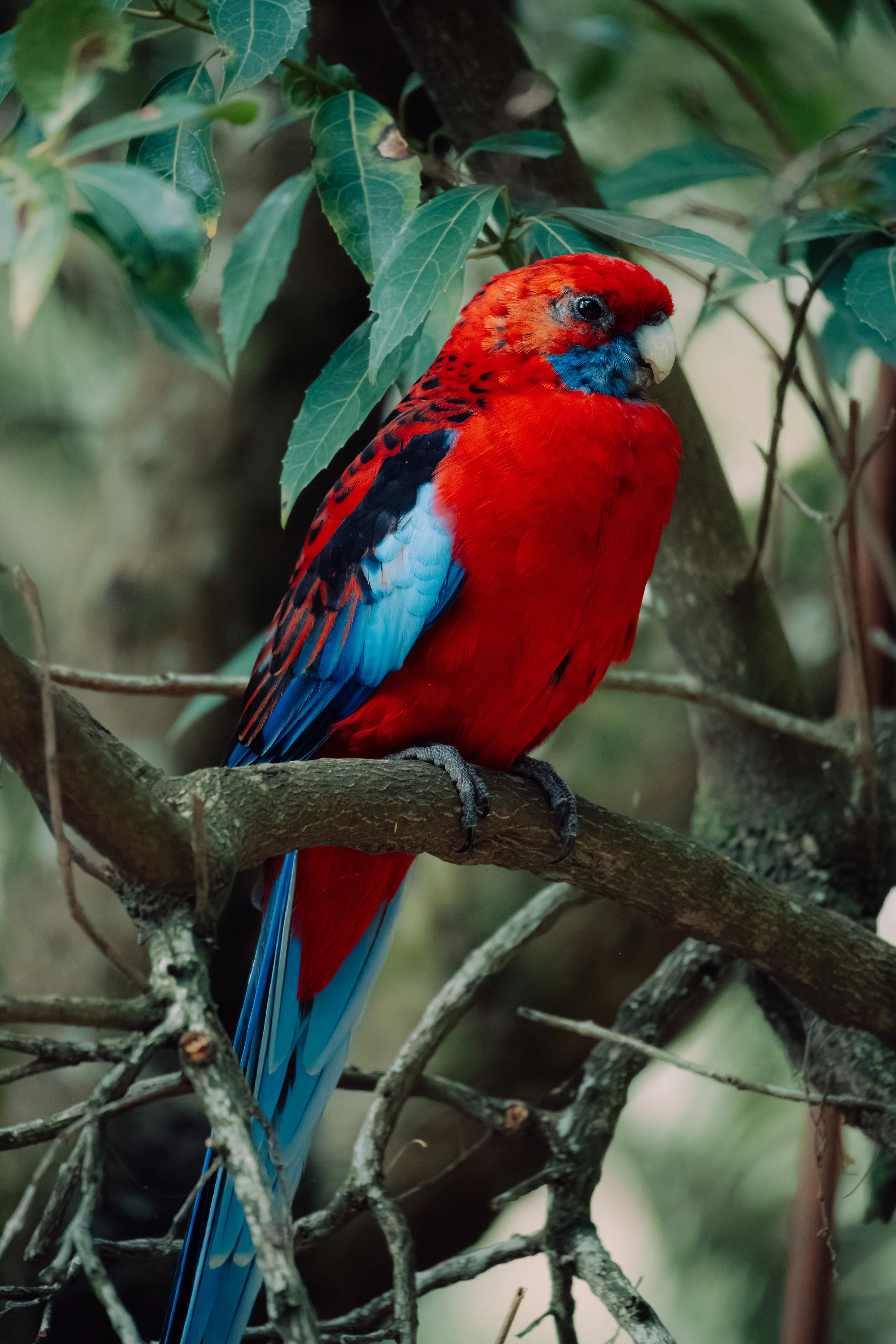 sony bird-59.jpg