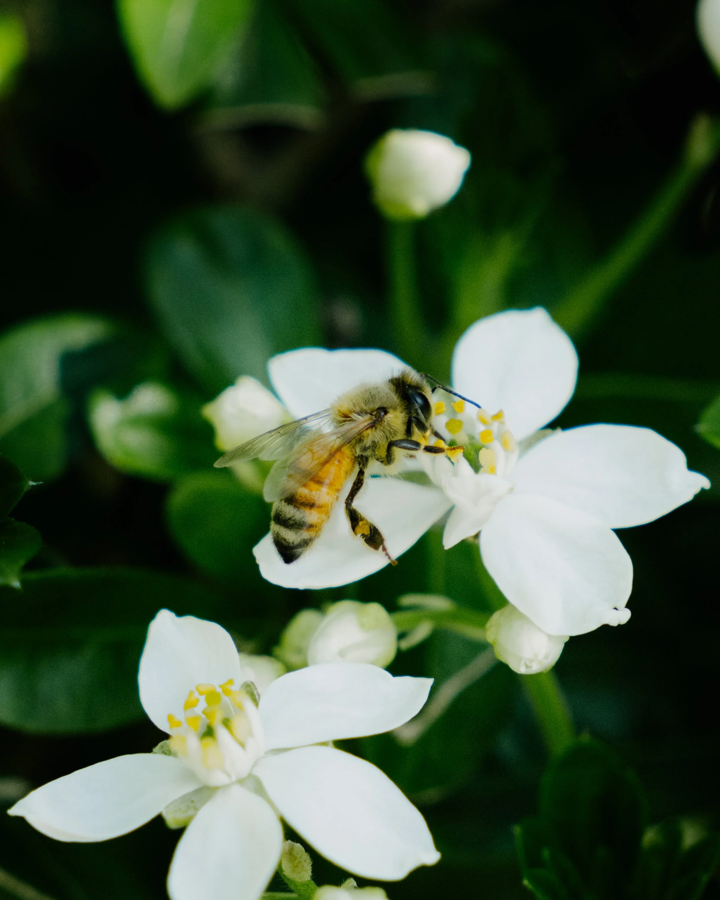 bee-5.jpg
