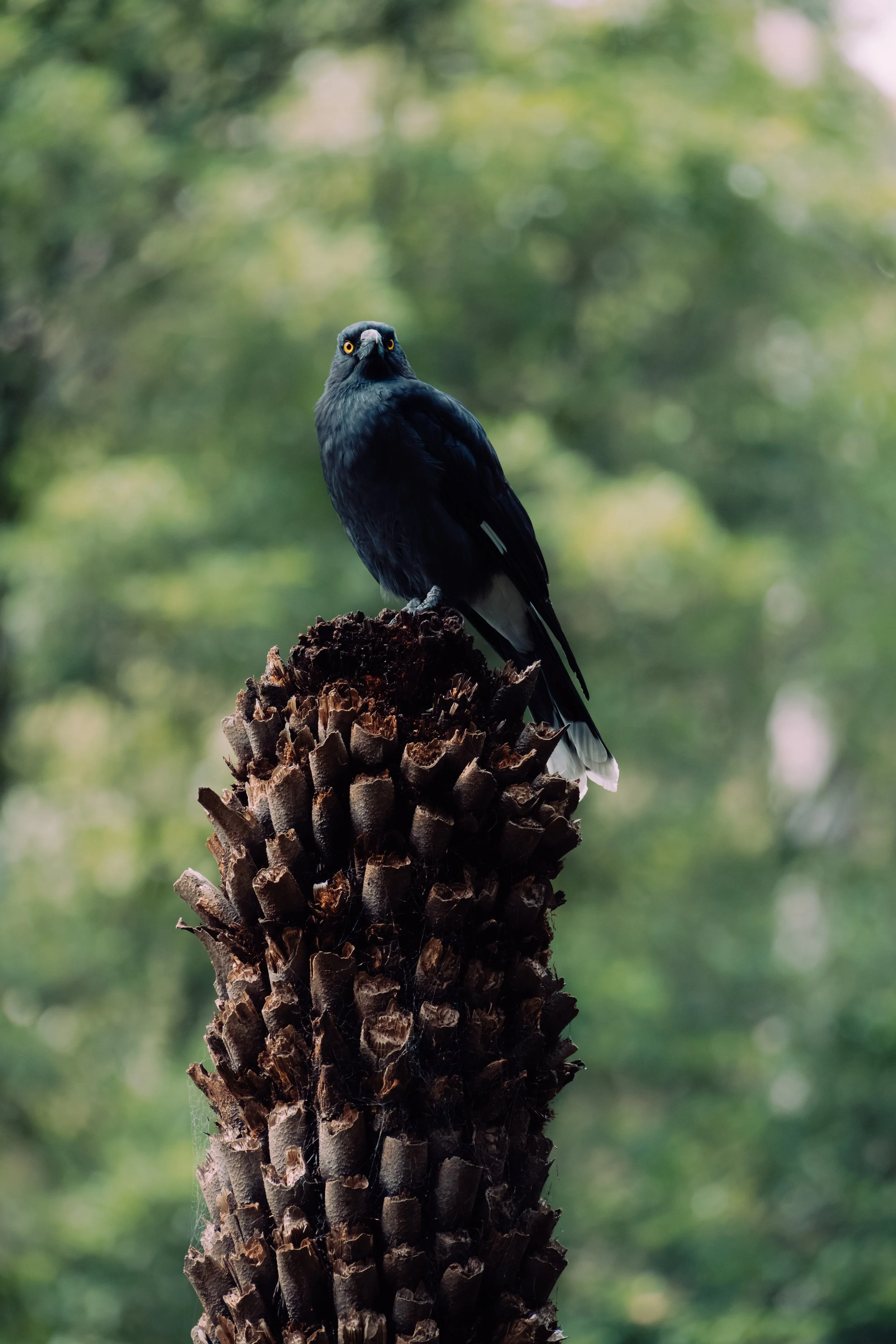 sony bird-50.jpg