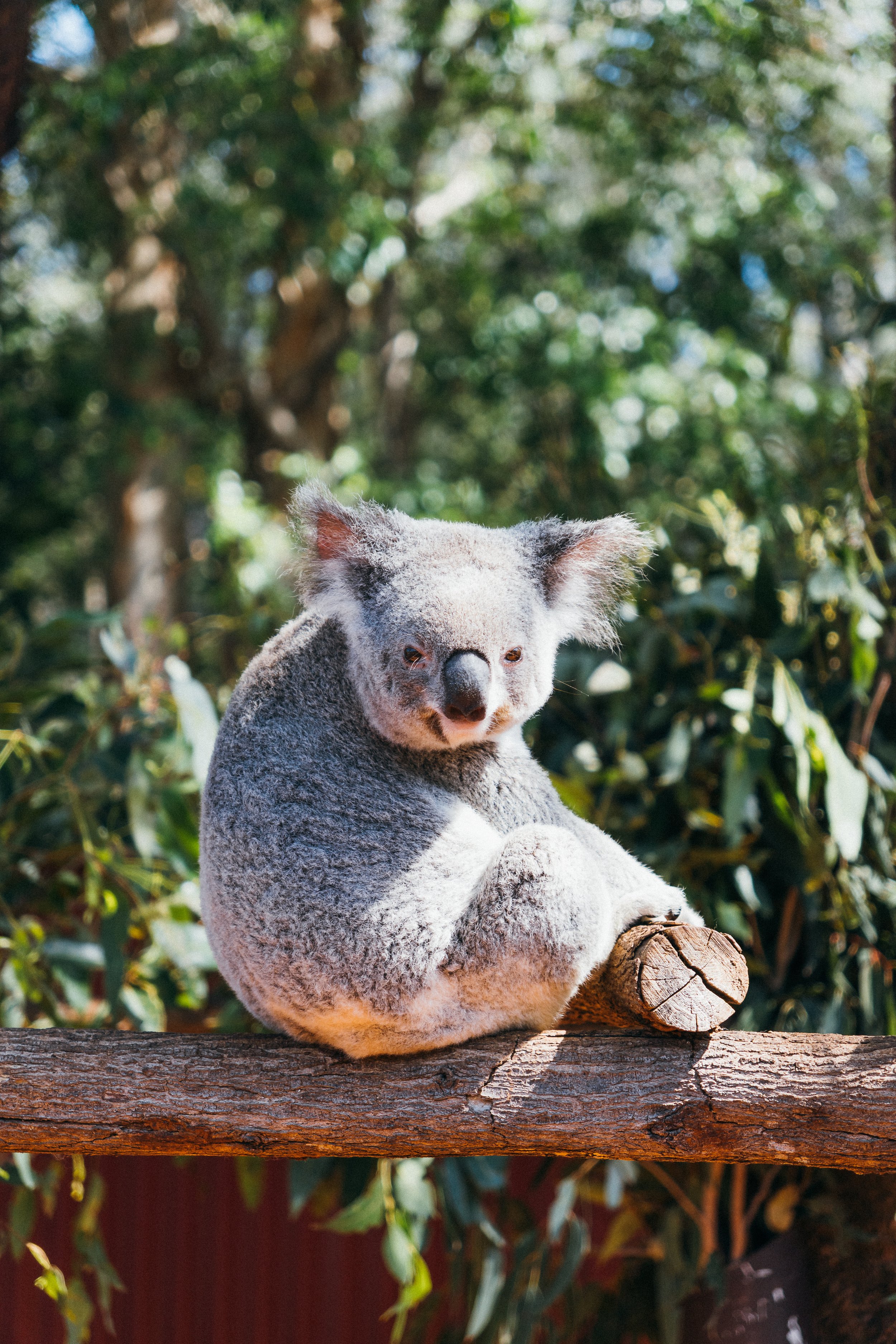 sony qld-75.jpg