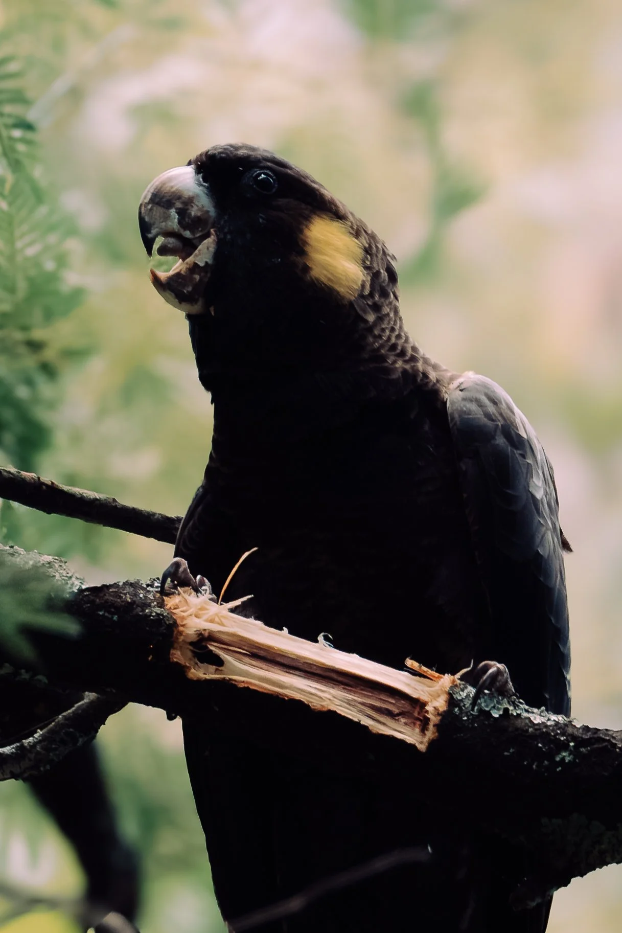 sony bird-67.jpg