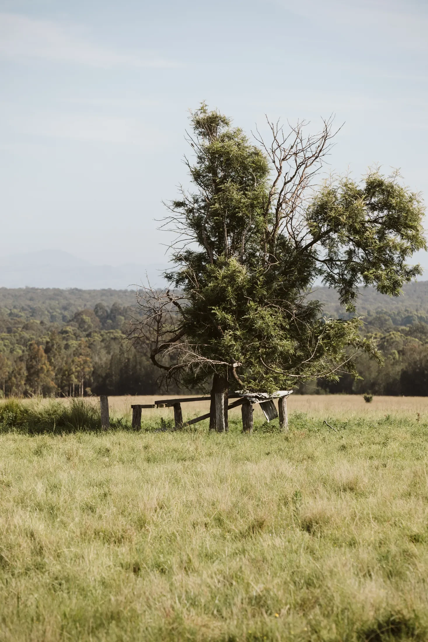 A solitary tree with mixed green and bare branches standing in a grassy field, with a wooden fence at its base and distant hills in the background under a blue sky.