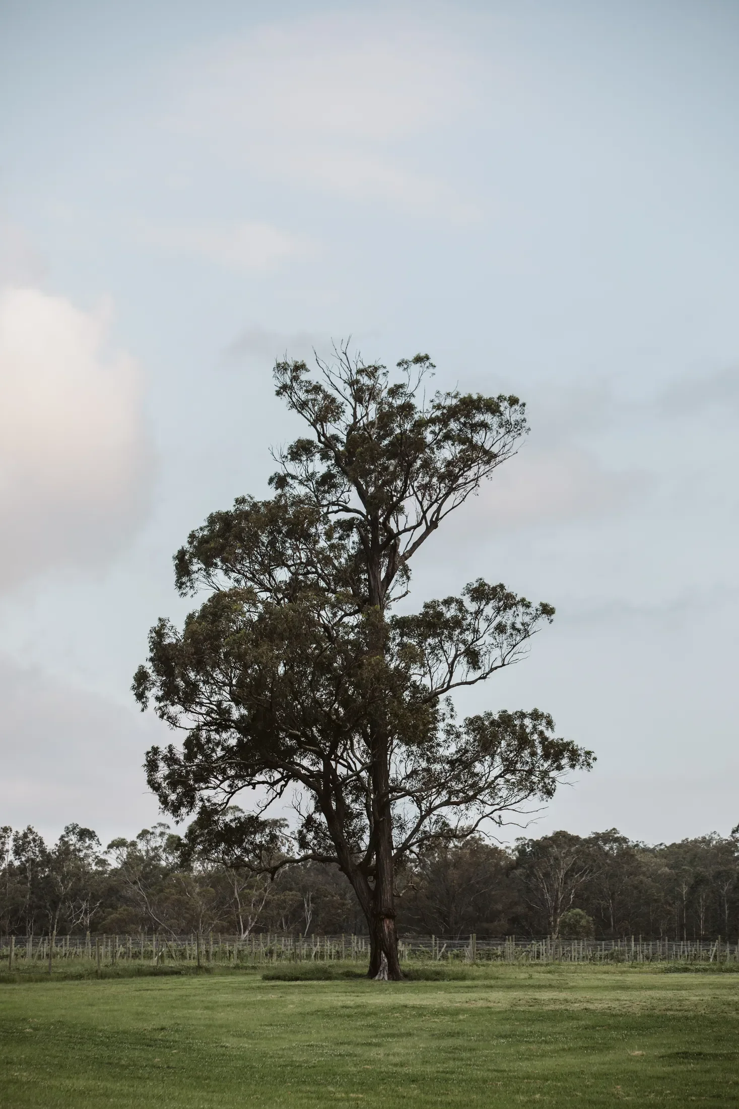 A tall tree with sparse leaves stands in a grassy field, with a fence and a forest in the background under a cloudy sky.