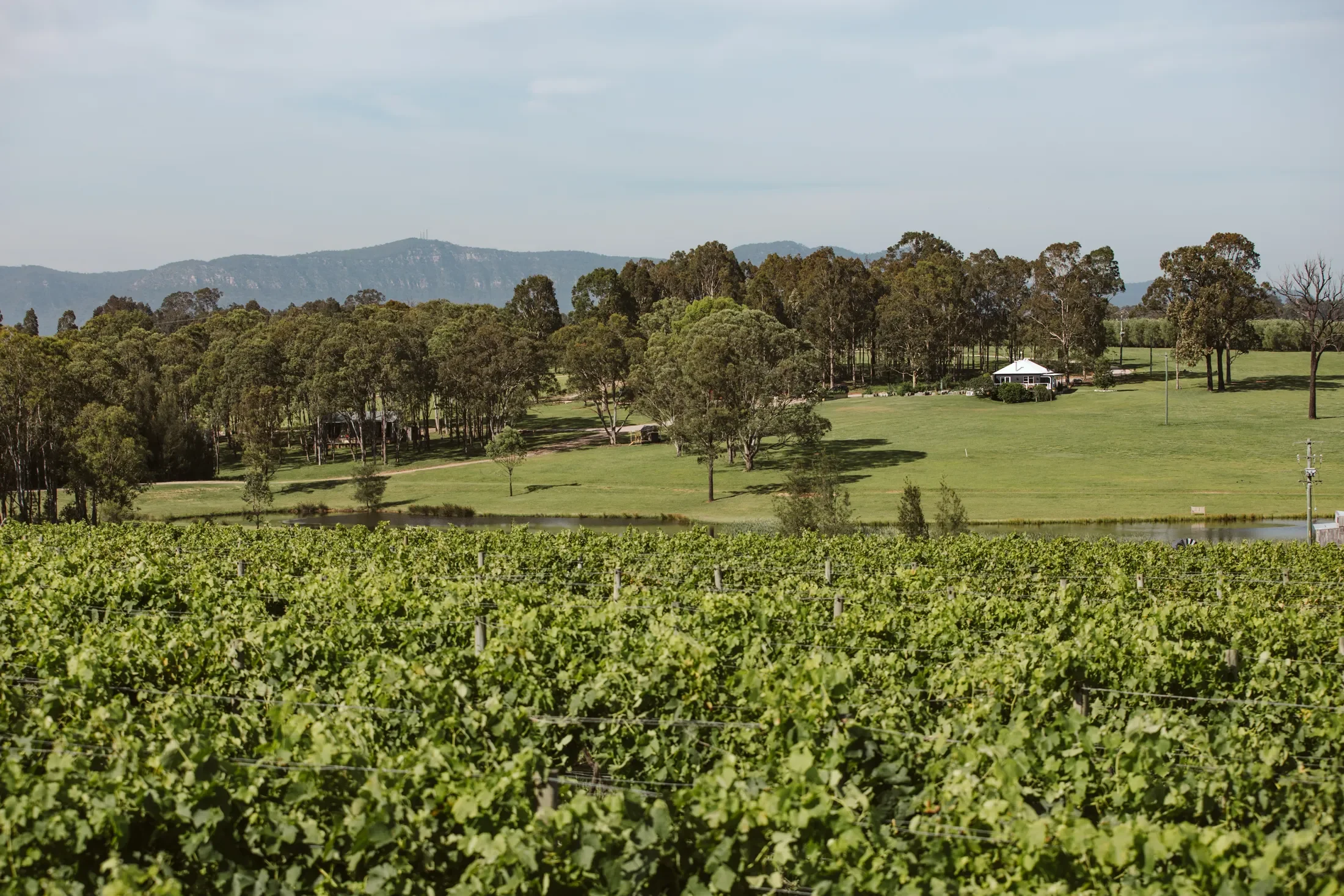 A scenic landscape of a vineyard with lush green grapevines in the foreground, a grassy field with trees in the middle ground, and hills in the background under a partly cloudy sky.
