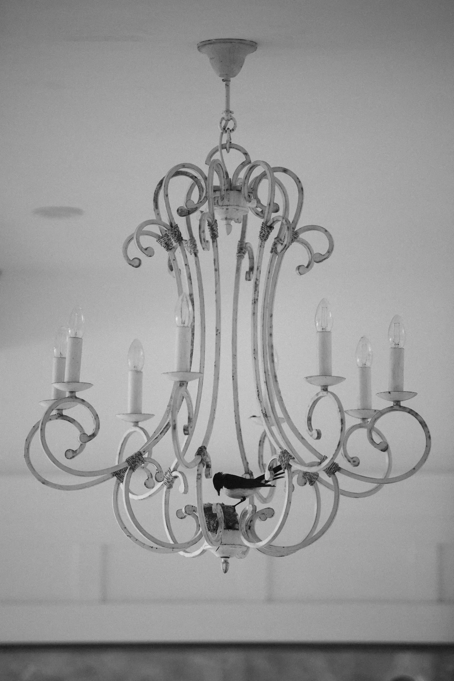 A white chandelier with multiple curved arms and light bulbs, hanging from the ceiling, with a small bird perched on one of the arms.