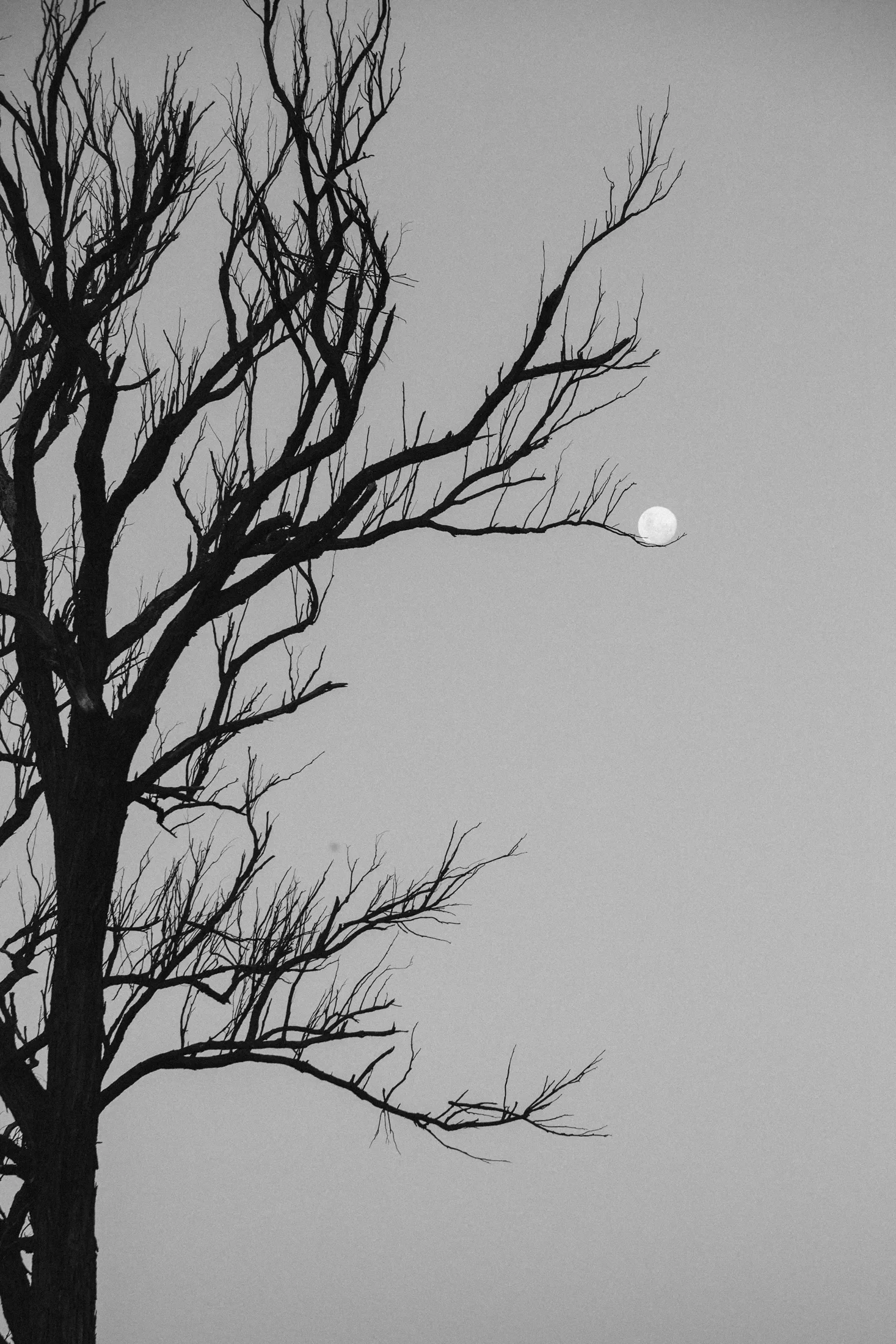 A silhouetted tree with bare branches against a gray sky with a bright full moon.