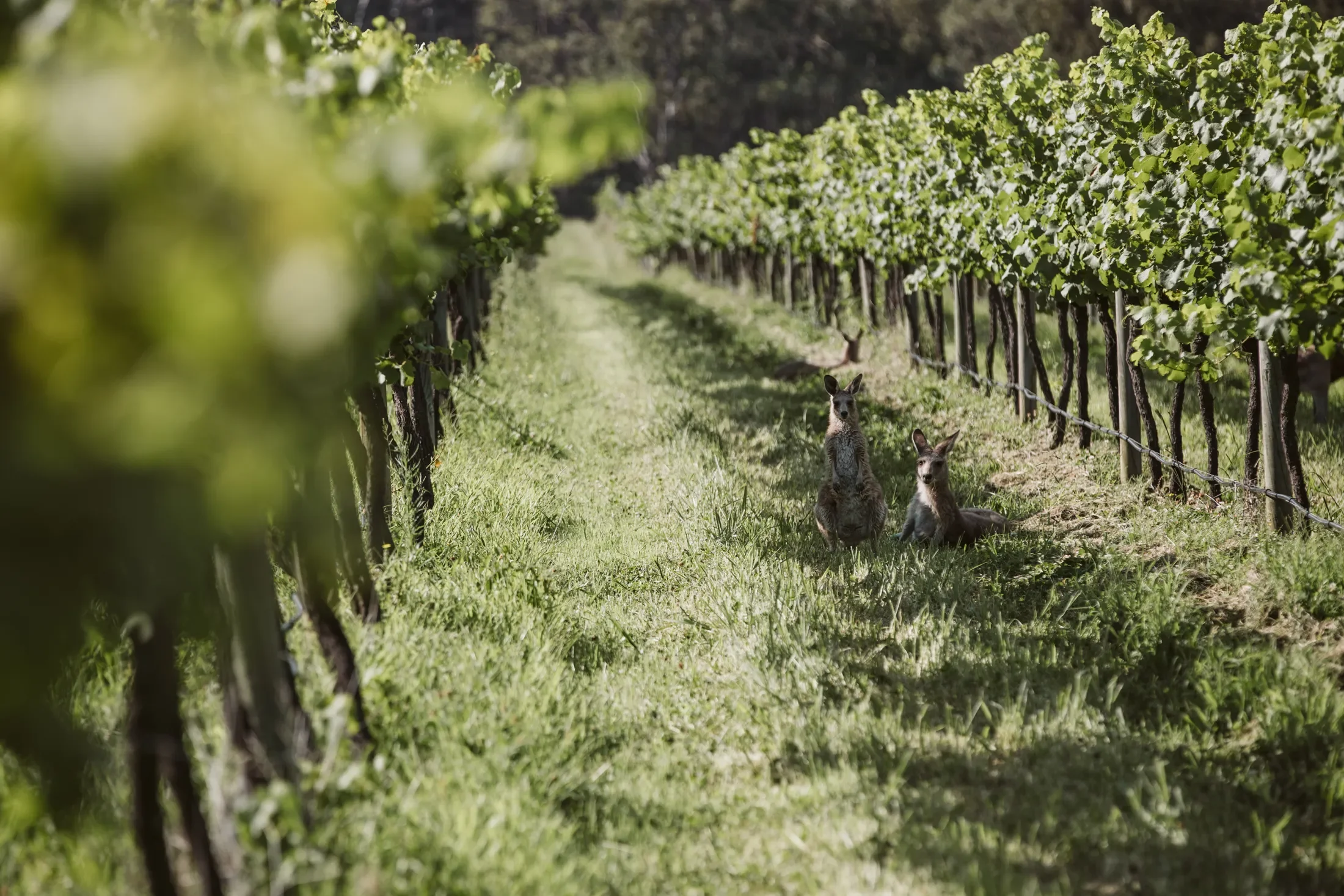 Two kangaroos standing in a vineyard with rows of grapevines on either side.