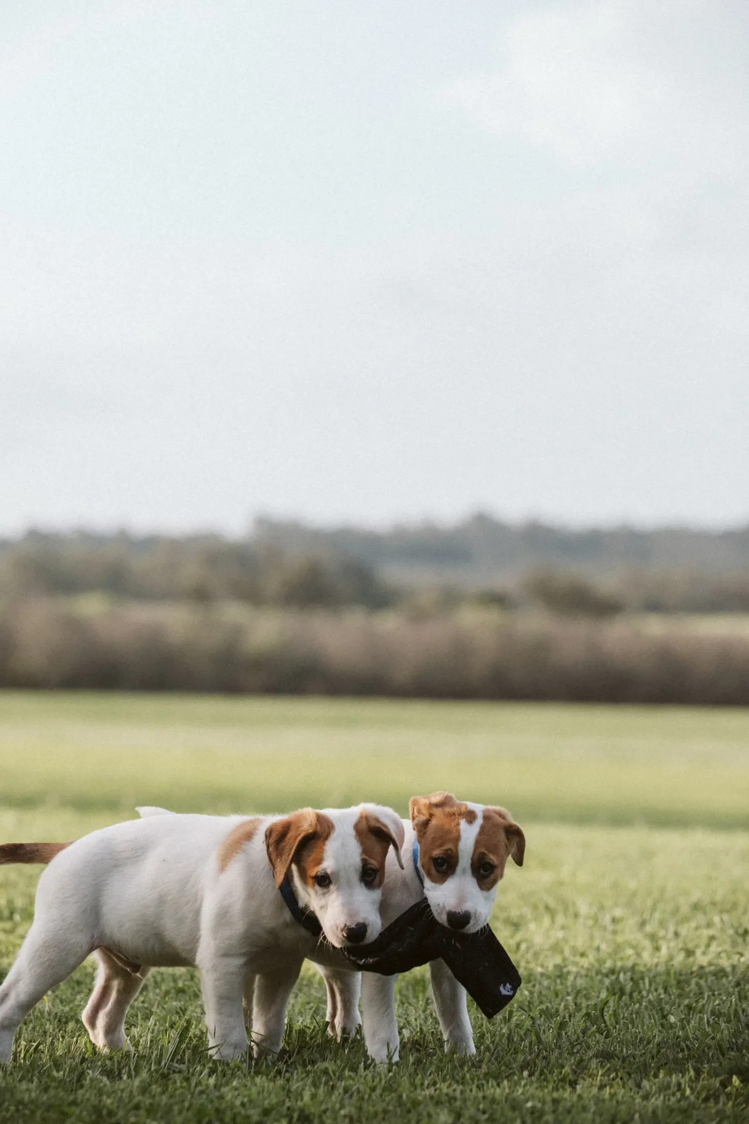 Two puppies with white fur and brown patches standing on grass in an open field with a cloudy sky.