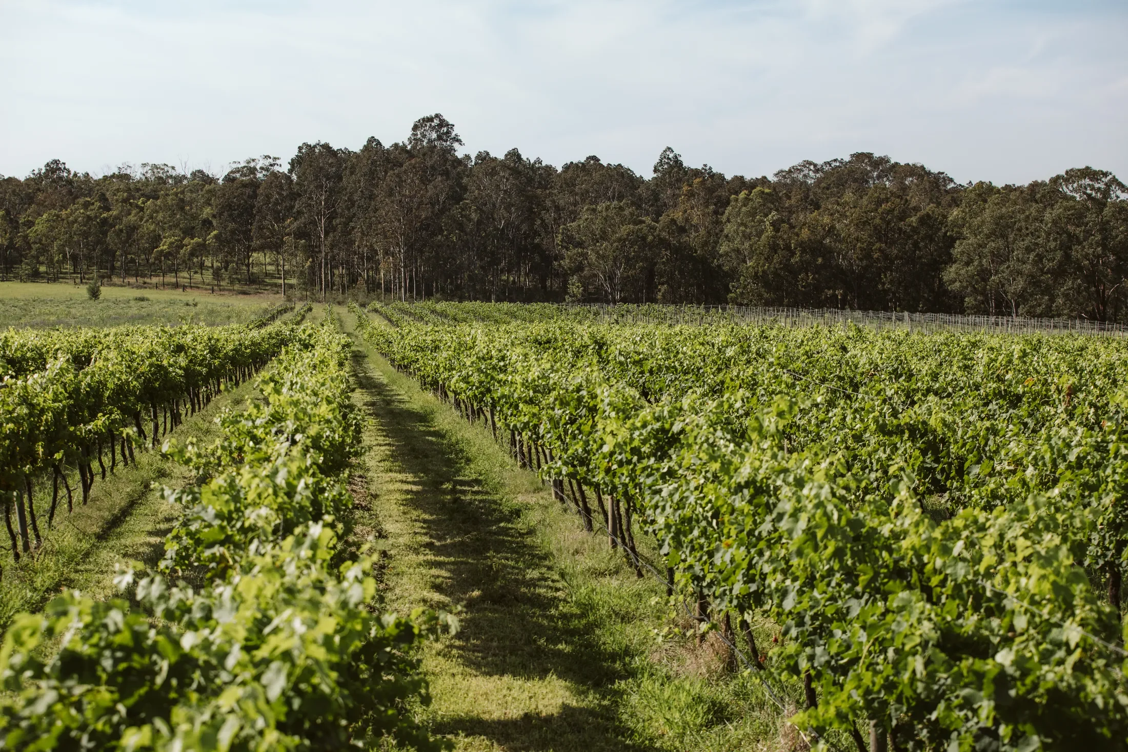 Block Eight Estate Wines: A Taste of the Hunter Valley
