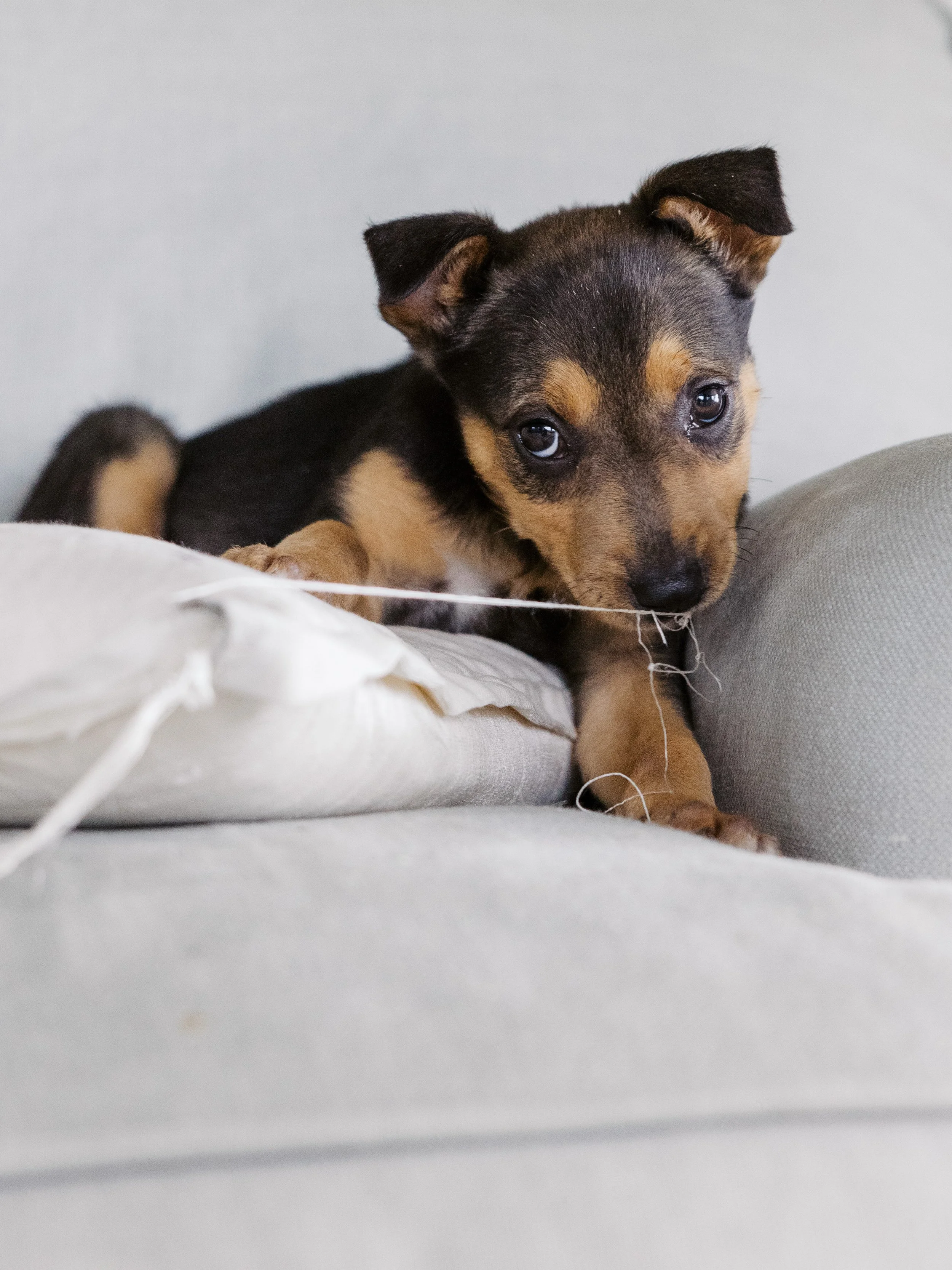 Meet Block Eight’s Newest Puppies