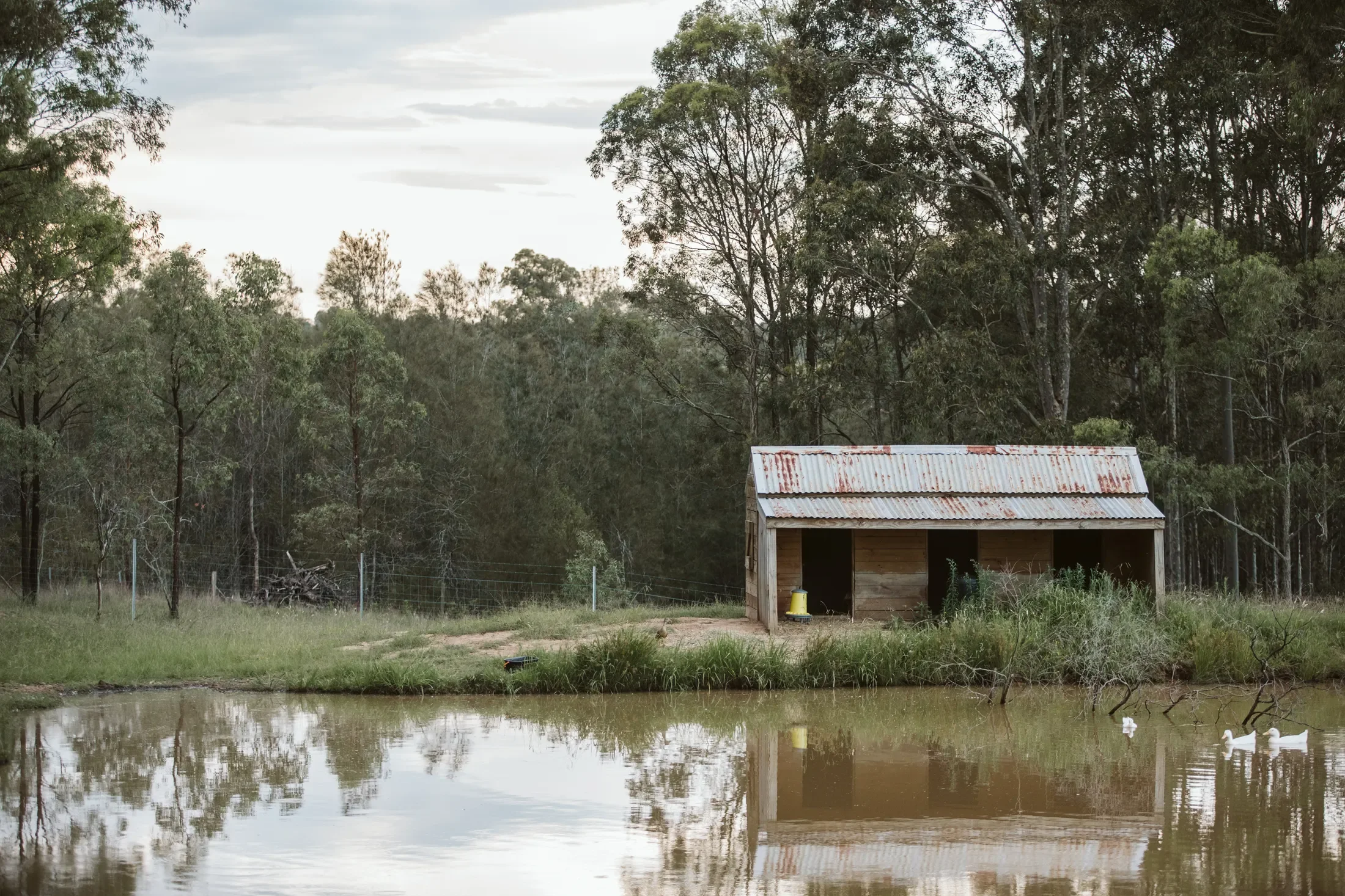 A small wooden shed with a rusty metal roof beside a pond with ducks, surrounded by dense trees and cloudy sky.