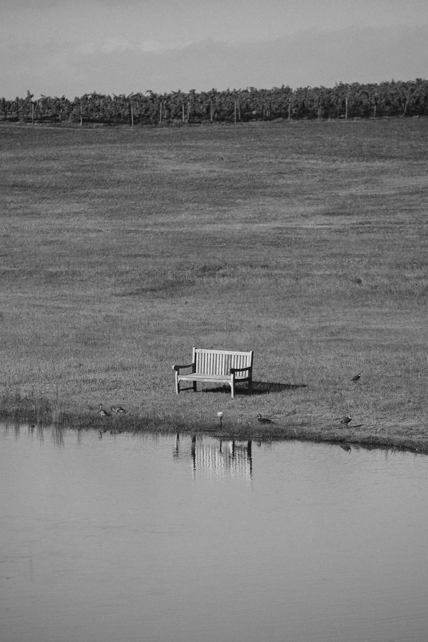 Black and white photo of a park with a small pond, a bench near the water, several birds by the pond, a large open grassy field, a small hill in the background with a fence and trees.