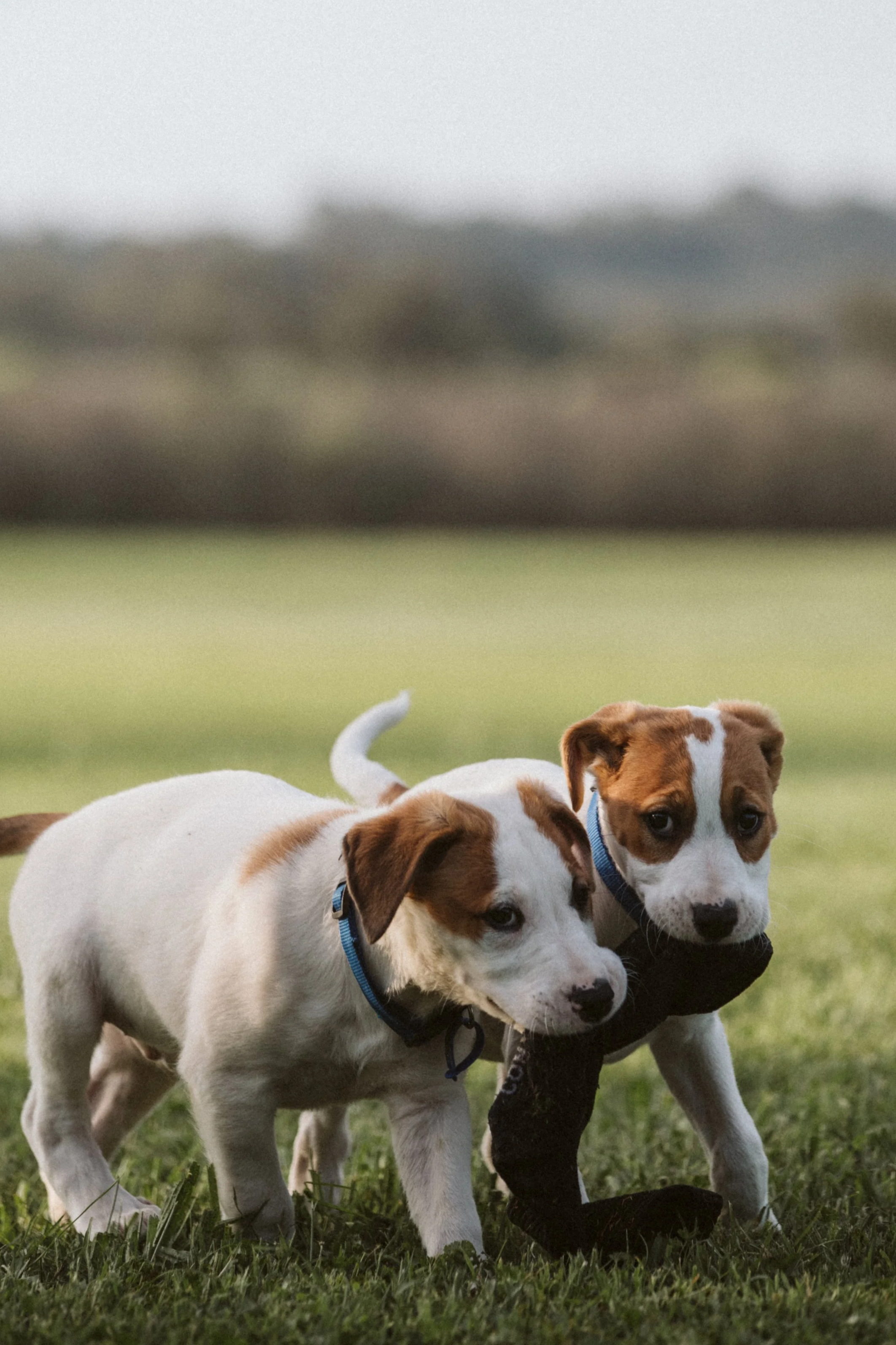Two white and brown puppies playing outside on grass, with a blurred background of trees and sky.