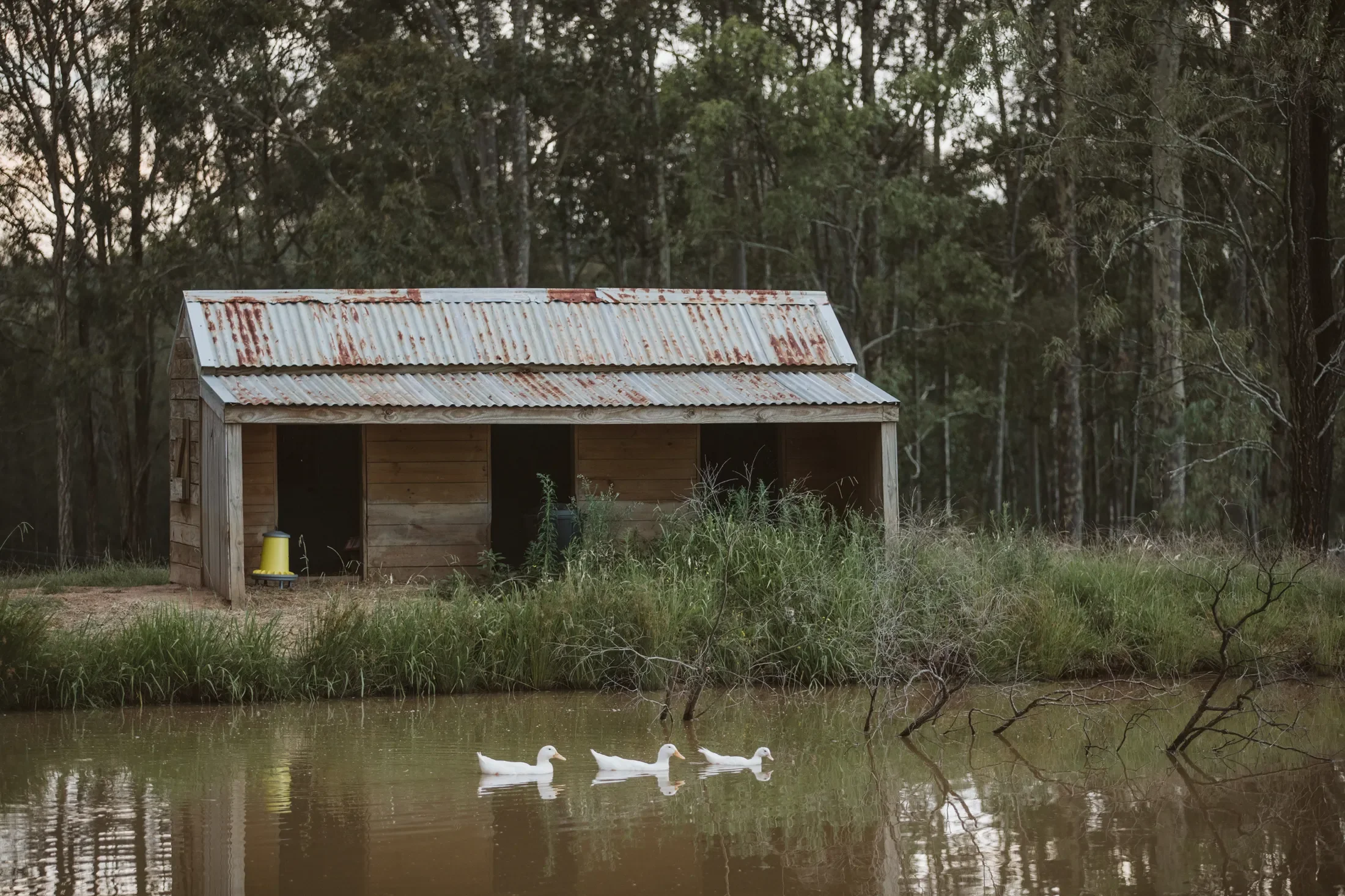 A small wooden duck hunting blind with a rusty metal roof, situated by a pond or lake, with four ducks swimming on the water and a wooded area in the background.