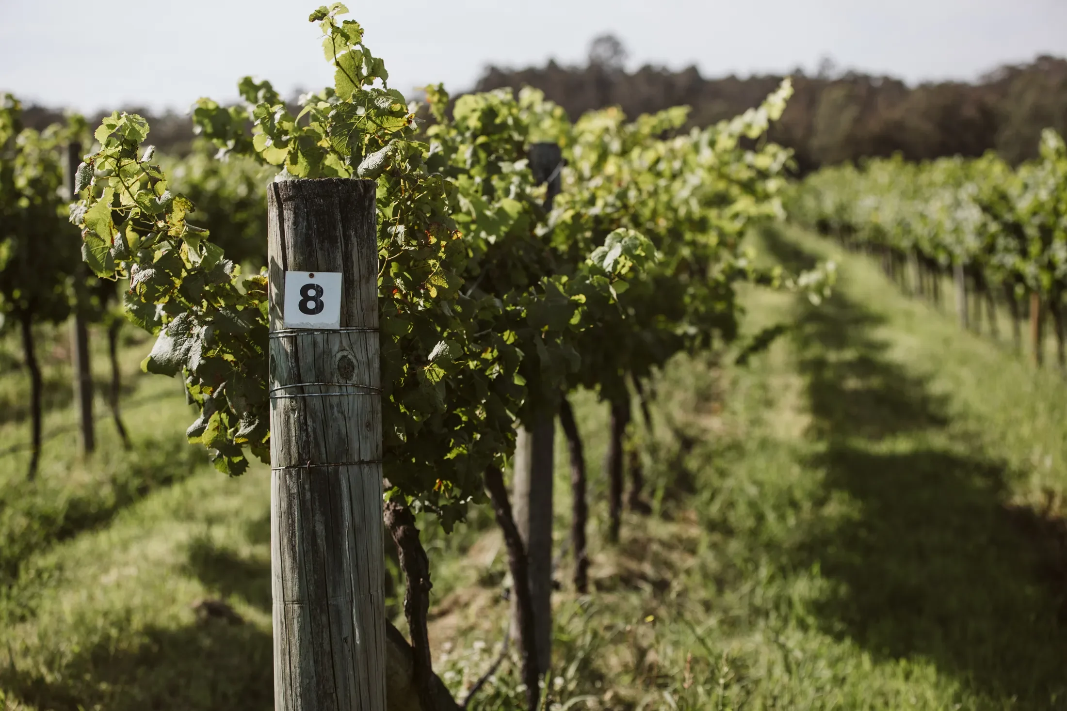 Vineyard rows with a wooden post marked with the number 8, stretching into the distance with lush green grapevines and a blurred background of trees or hills.
