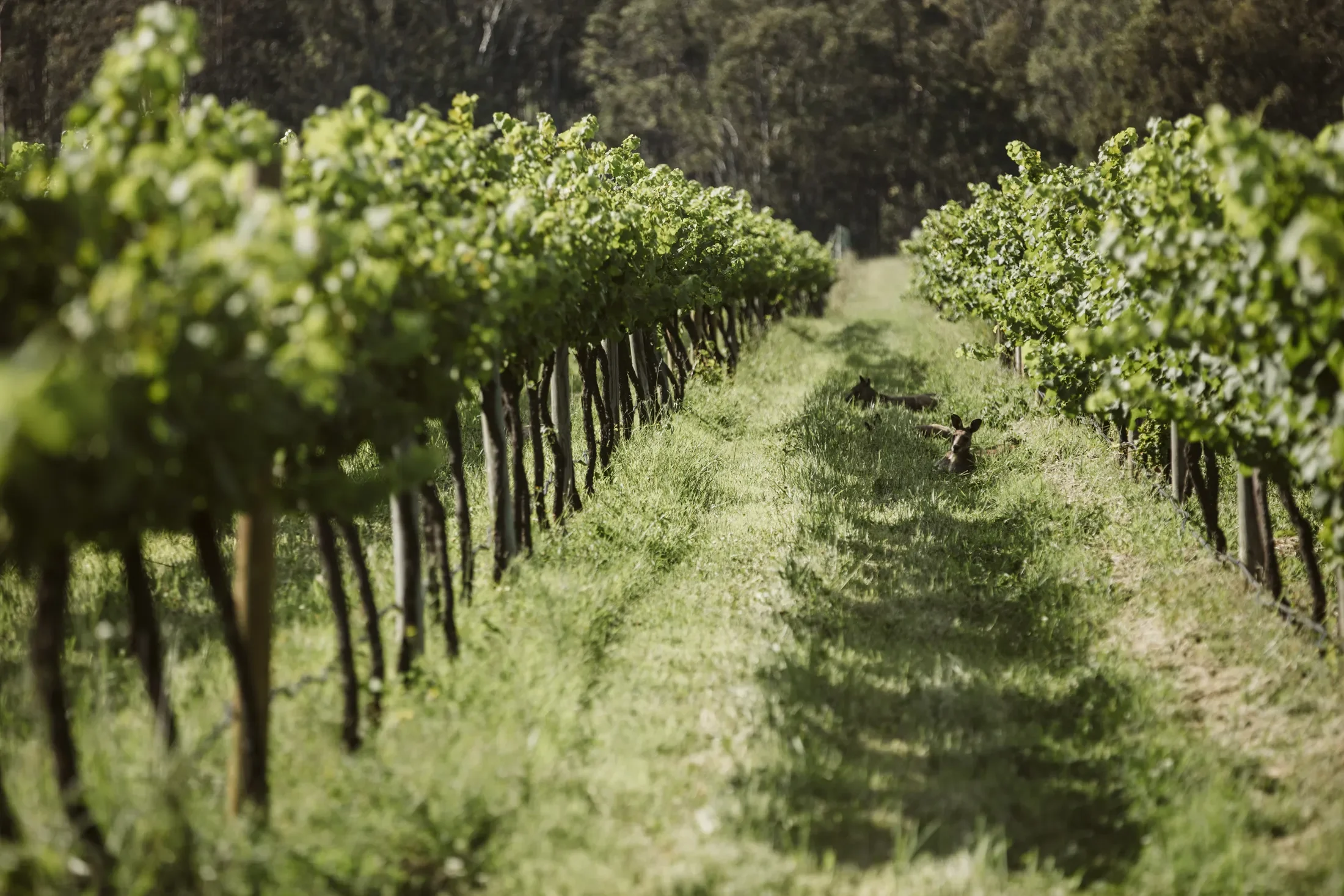 Vineyard rows with grapevines on trellises, two dogs lying in the grassy path between the rows, surrounded by trees in the background.