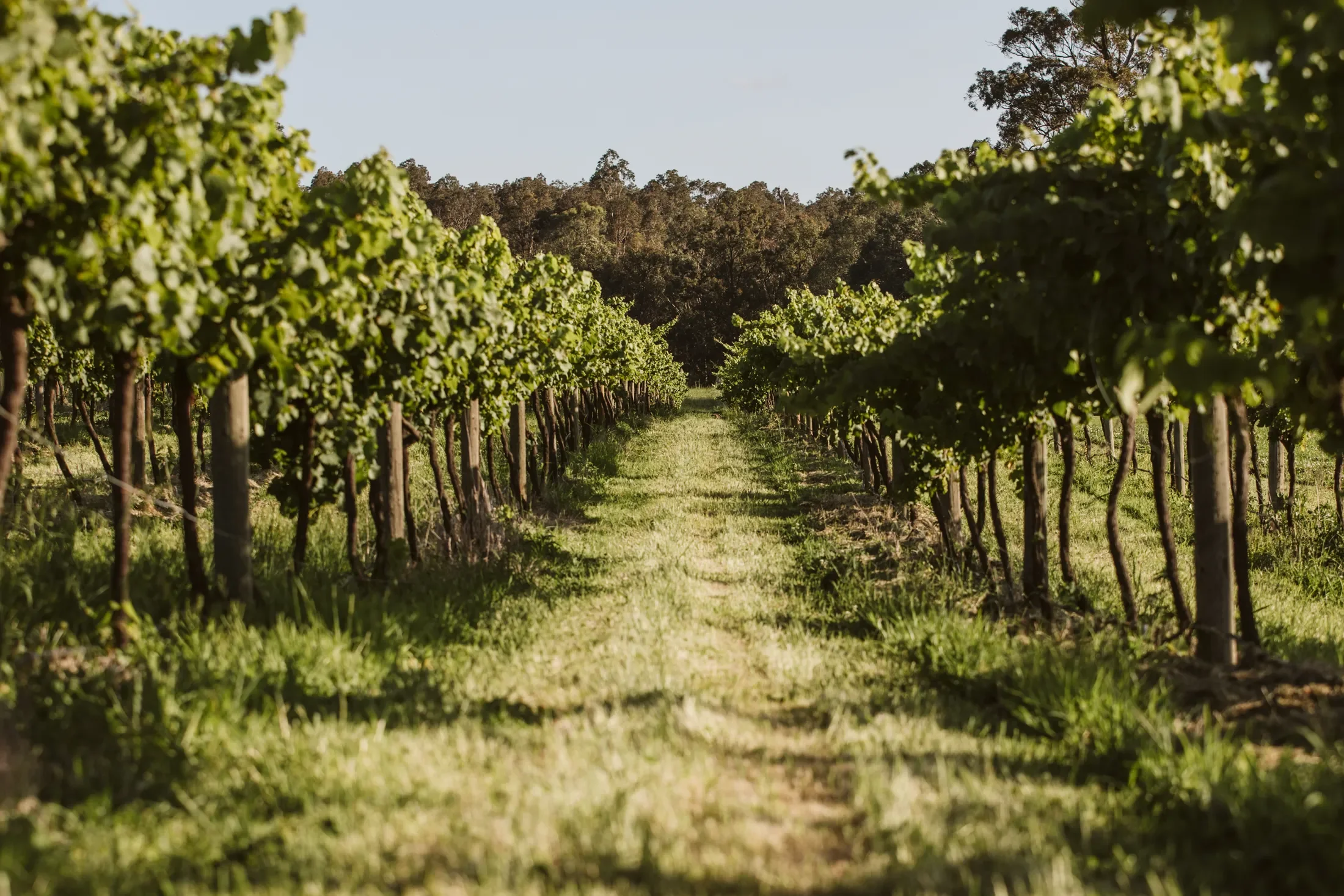 A vineyard with rows of grapevines on either side of a grassy path, with trees in the background and a clear sky above.
