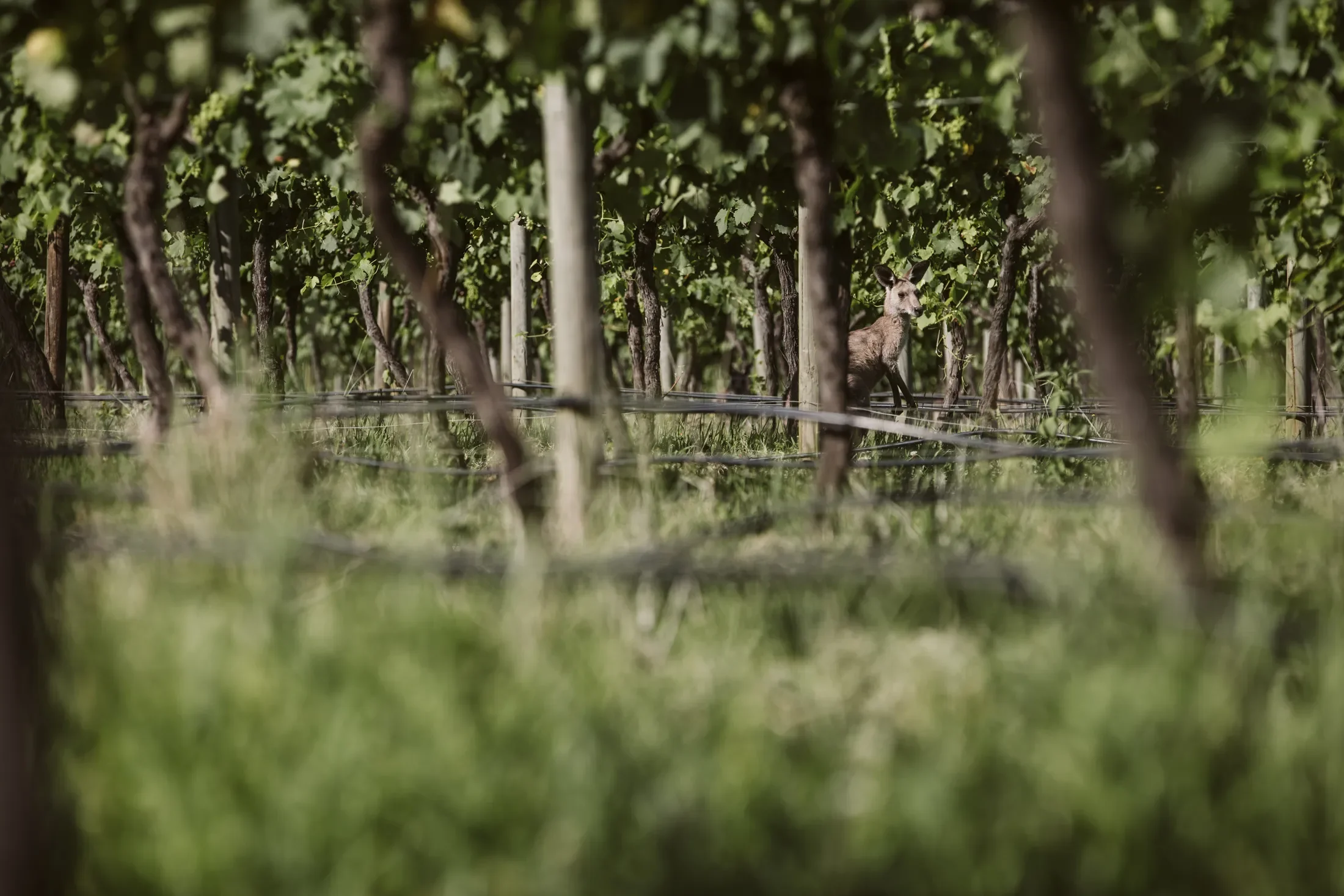 A young deer standing among grapevines in a vineyard.