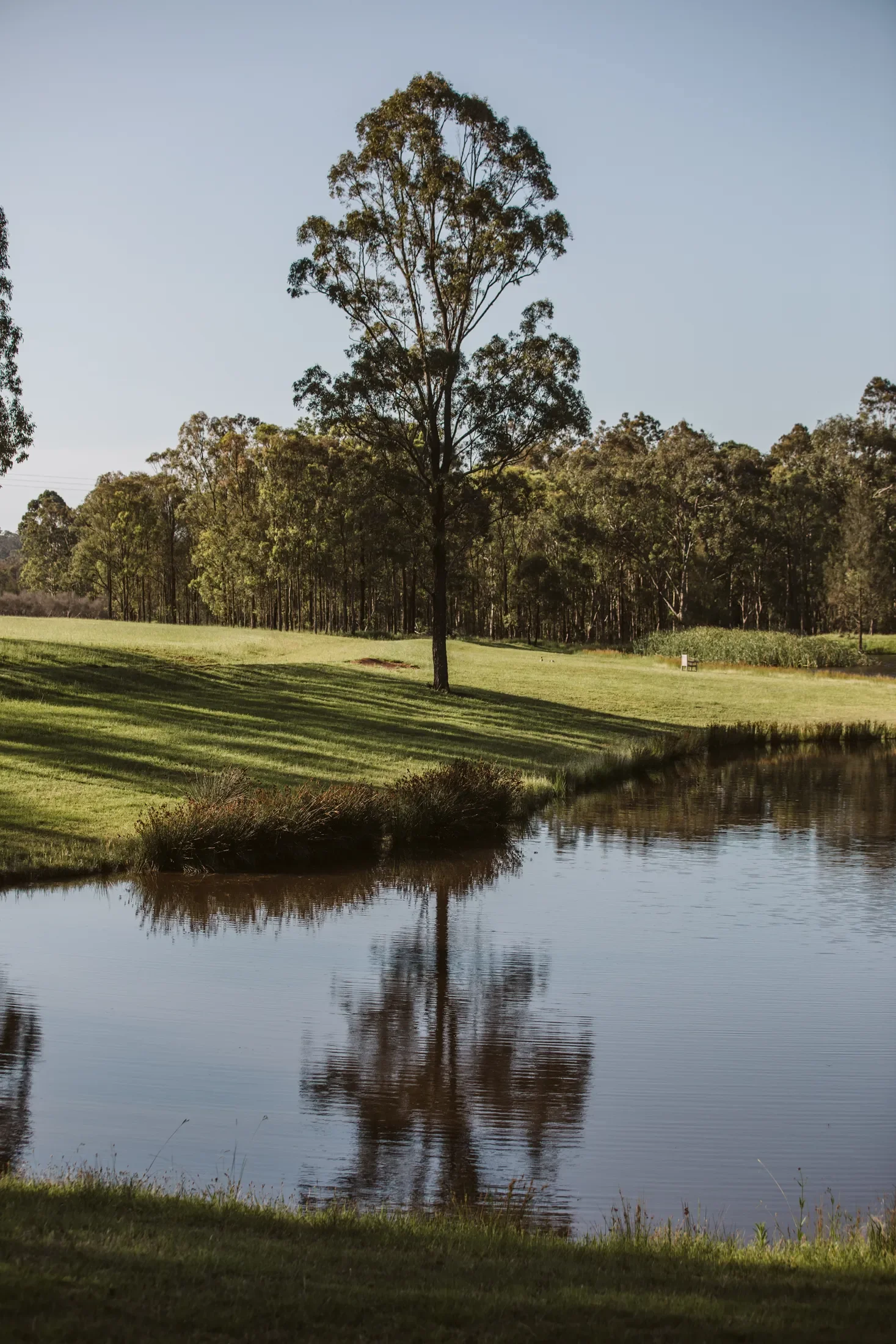 A peaceful landscape of a pond with a grassy bank in the foreground, surrounded by dense trees under a clear sky.