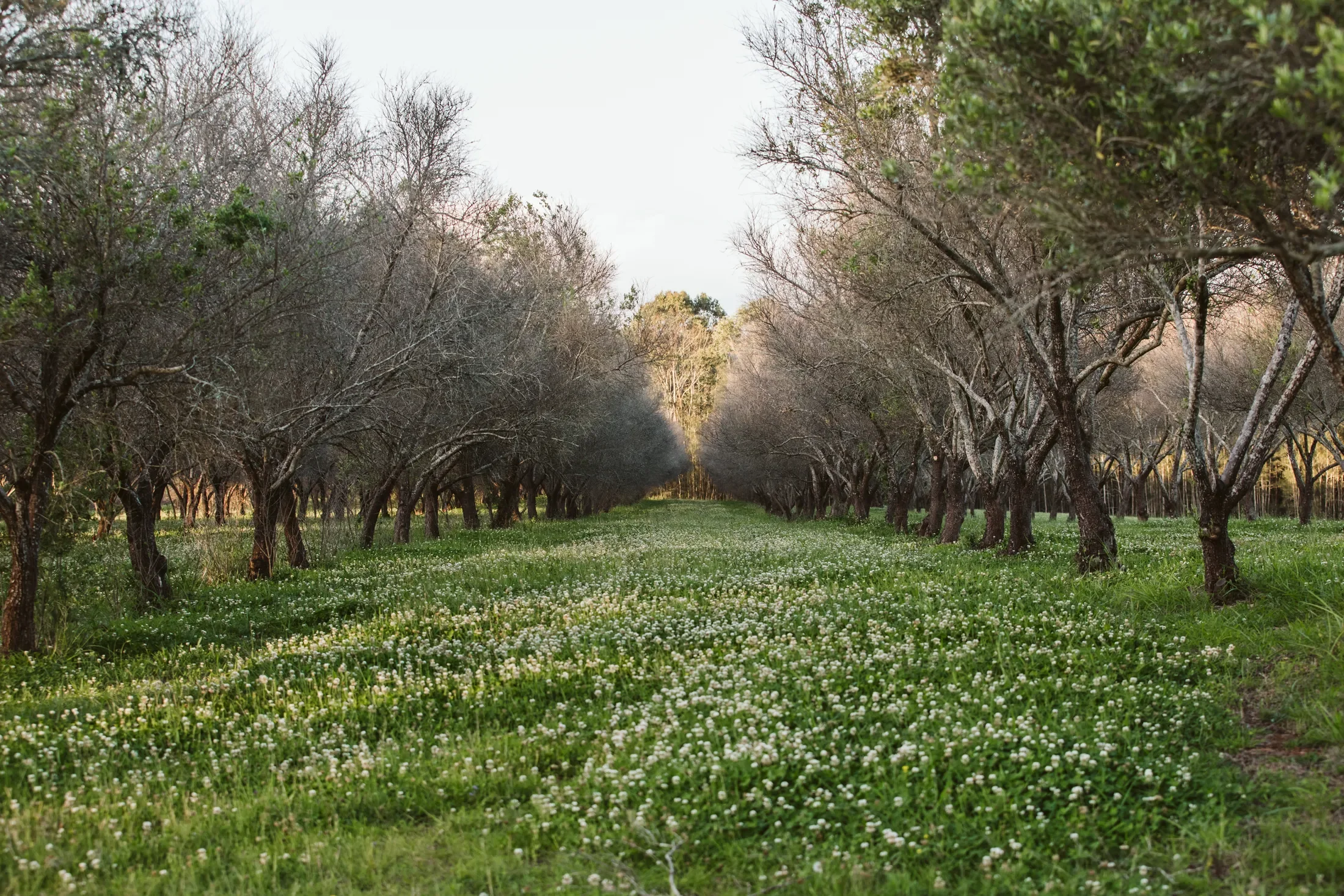 A tree-lined pathway with grass and white flowers on the ground, trees without leaves forming a canopy overhead, in a park or garden during late winter or early spring.