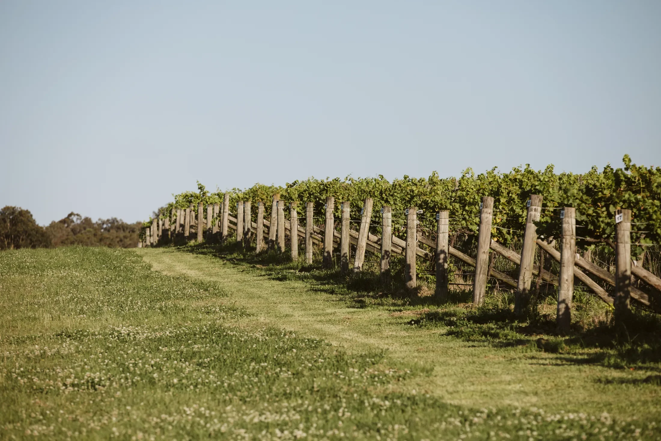 A vineyard with rows of grapevines supported by wooden posts stretching into the distance, under a clear blue sky.