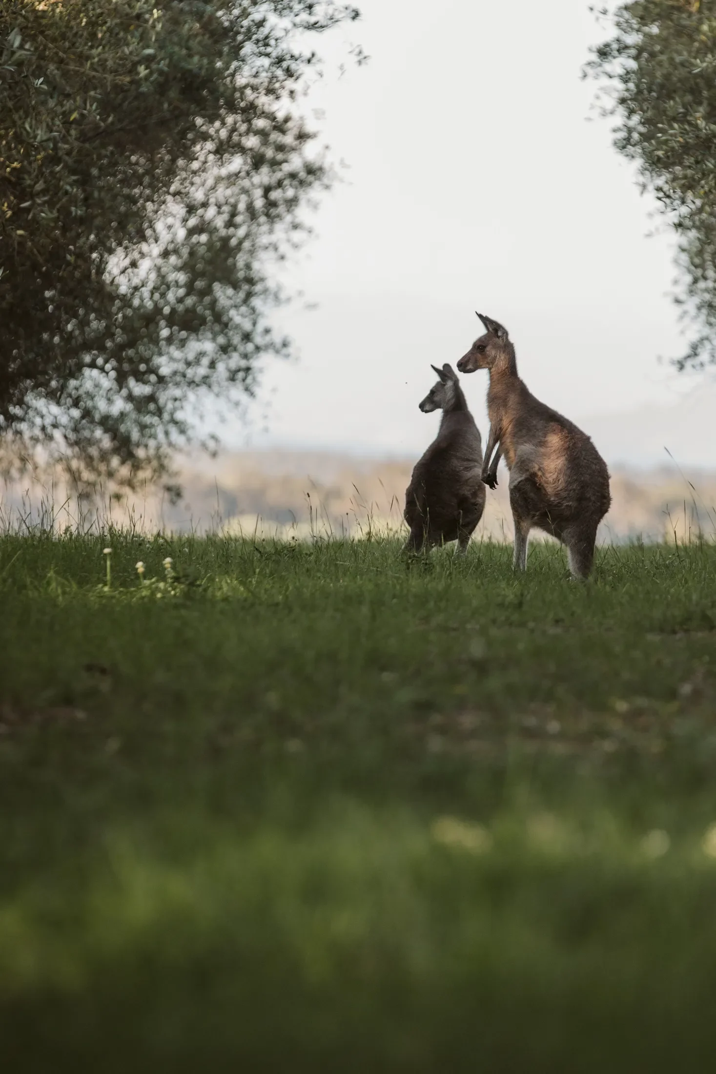Two kangaroos standing in a grassy field between trees.
