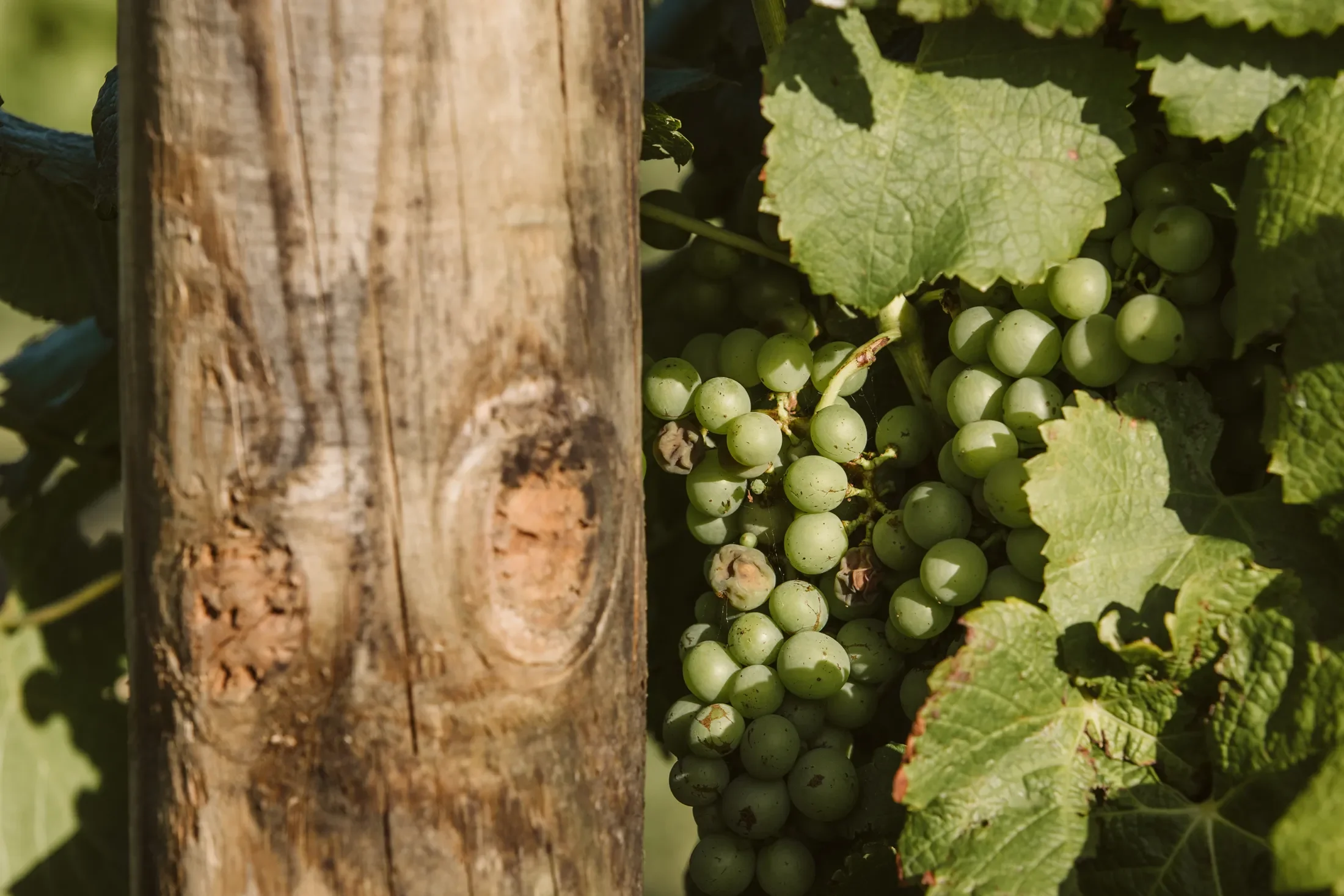 Close-up of green grape bunches growing on vine behind a weathered wooden post.