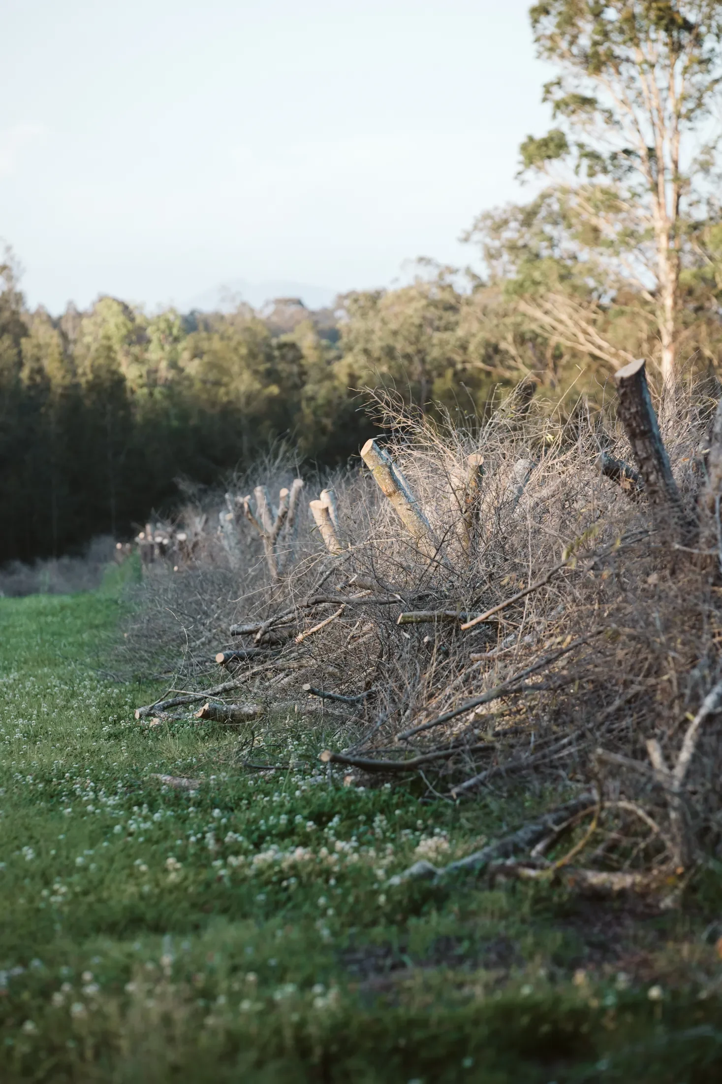 A grassy area next to a fence made of wooden sticks. Beyond the fence, there are dense trees and shrubs, and in the background, there is a clear sky with a few clouds.