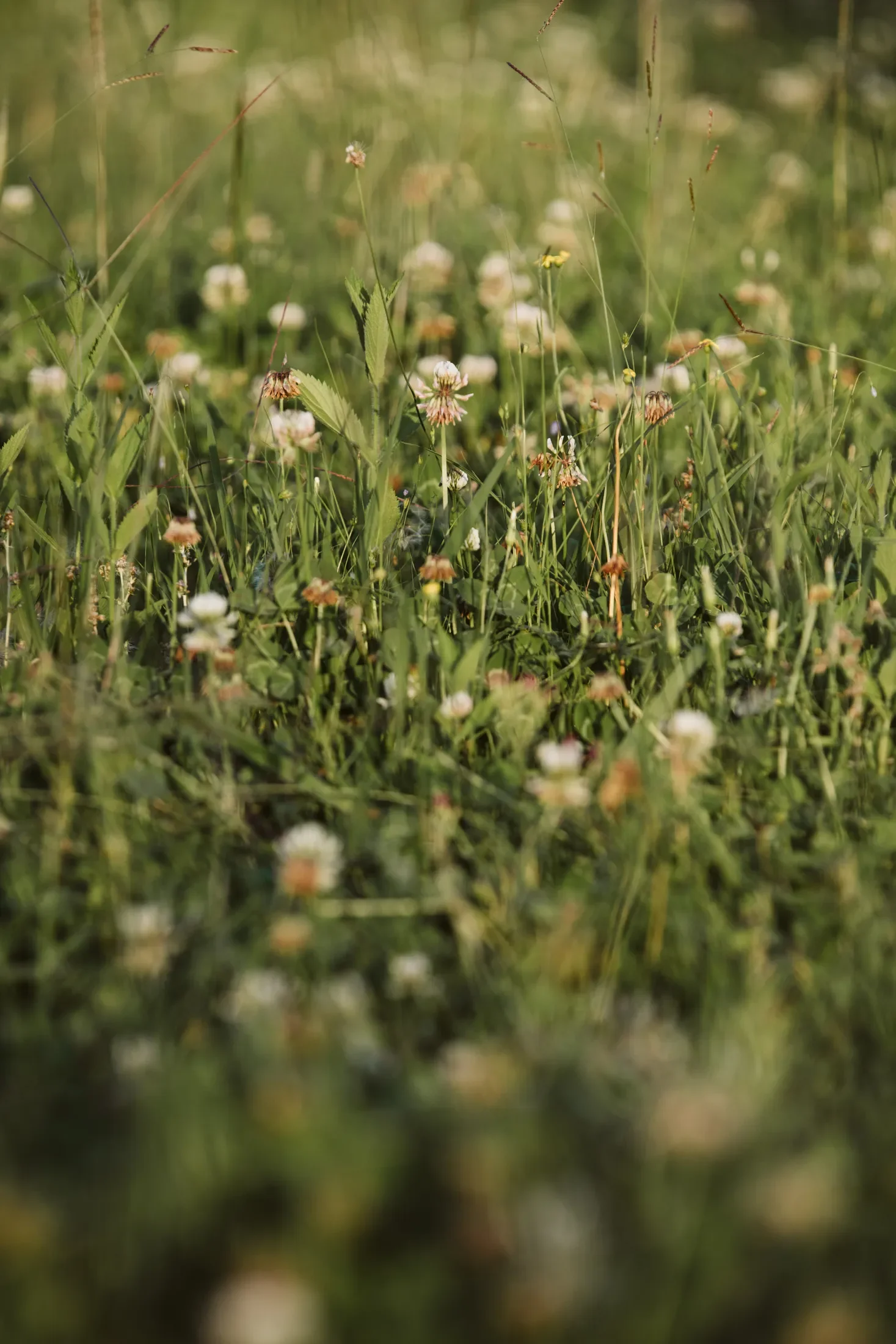 Close-up of green grass and small white flowers in a field with a blurred background.