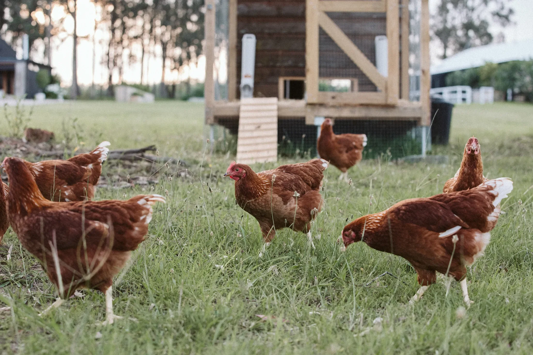 Brown chickens walking on green grass near a chicken coop with a wooden ramp, in a rural outdoor setting.