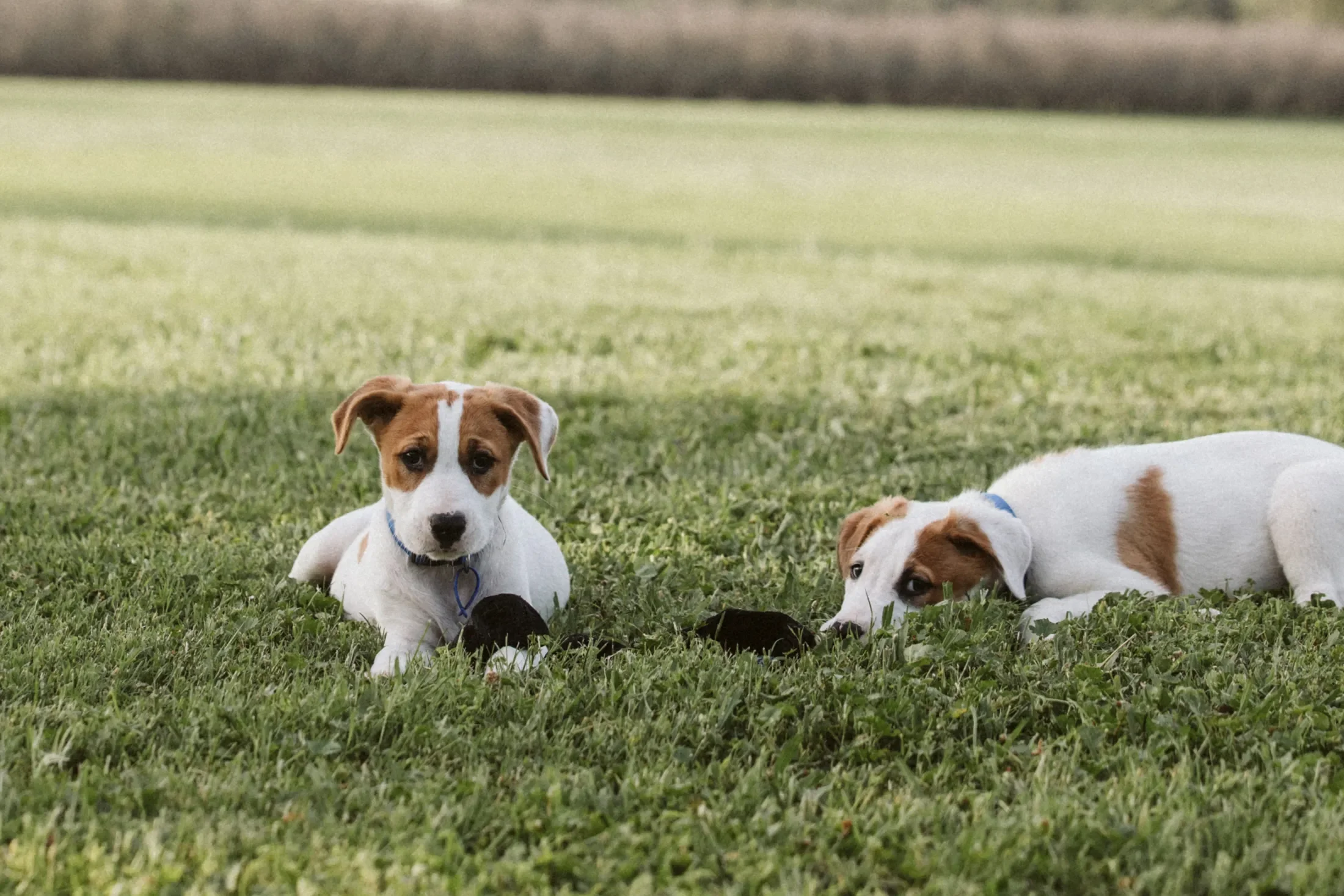 Three puppies lying and sitting on a grassy field with a blurred background.