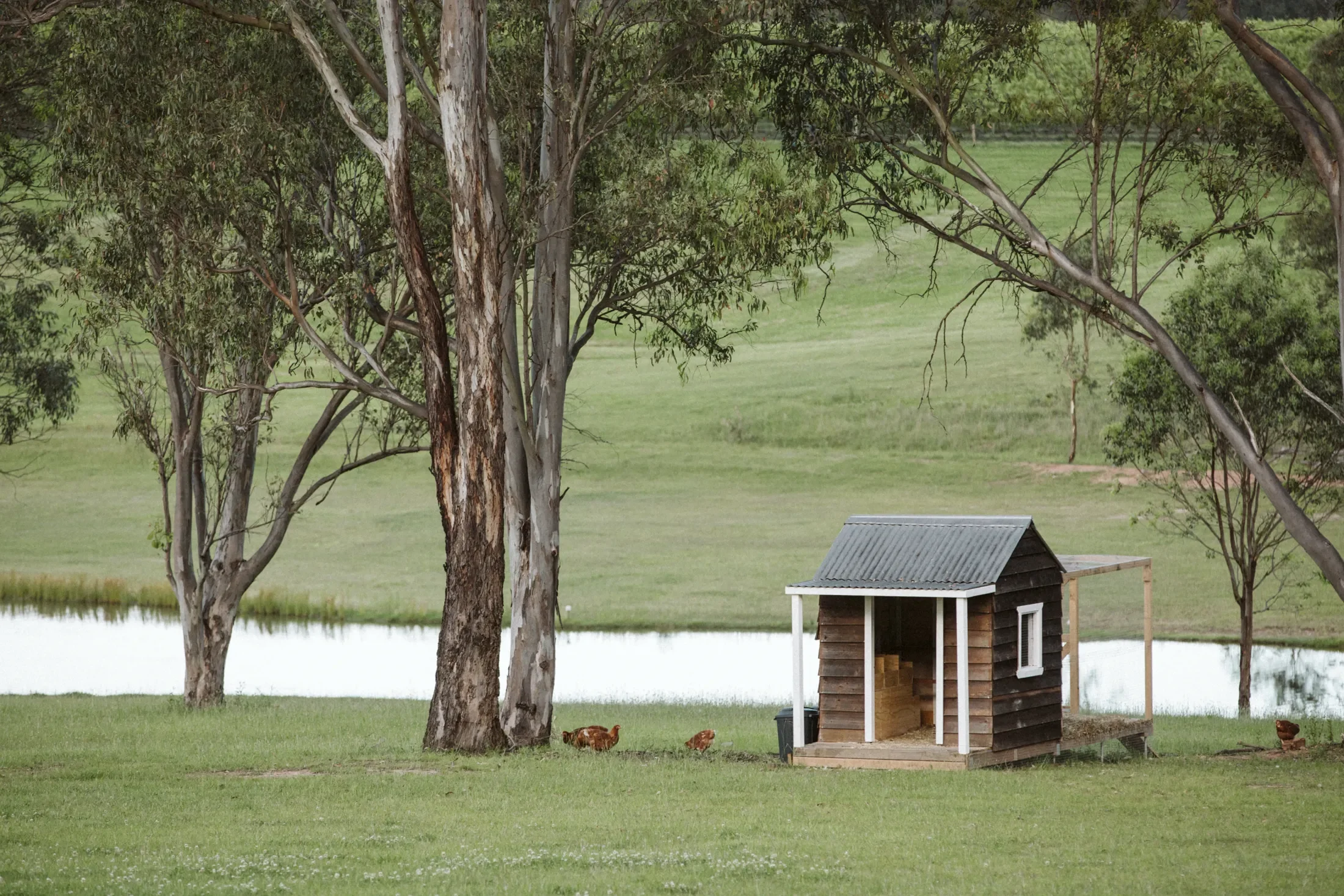 A park scene with tall trees, a pond, a small wooden birdhouse, and chickens walking on grass.