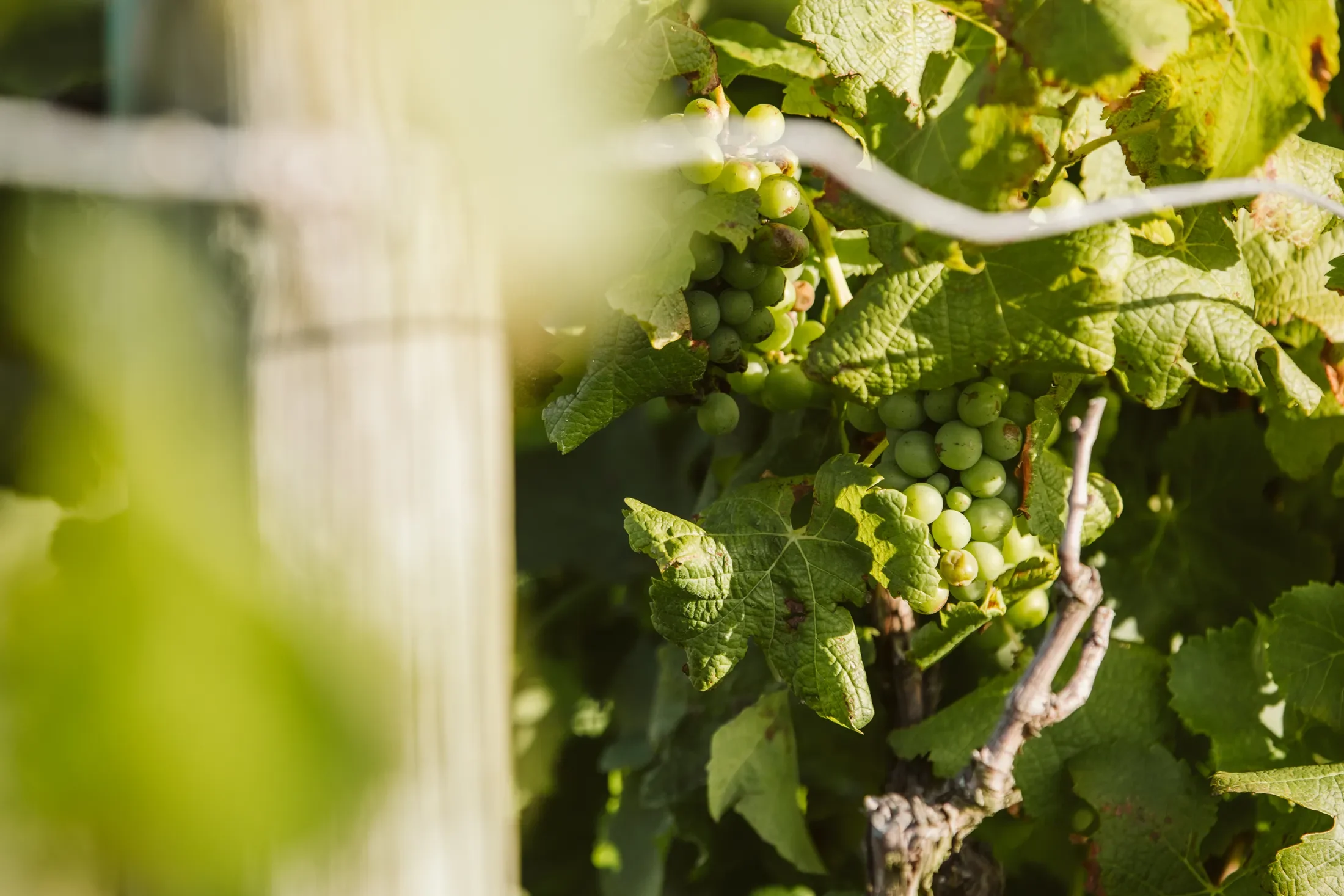 Close-up of grapevine with clusters of green grapes and large green leaves in sunlight.