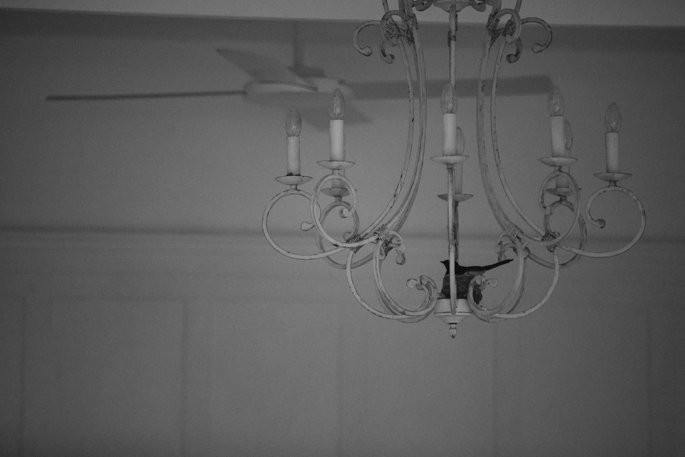 An ornate chandelier with multiple candle-style lights and decorative metal scrollwork hangs from the ceiling in a room with a ceiling fan.