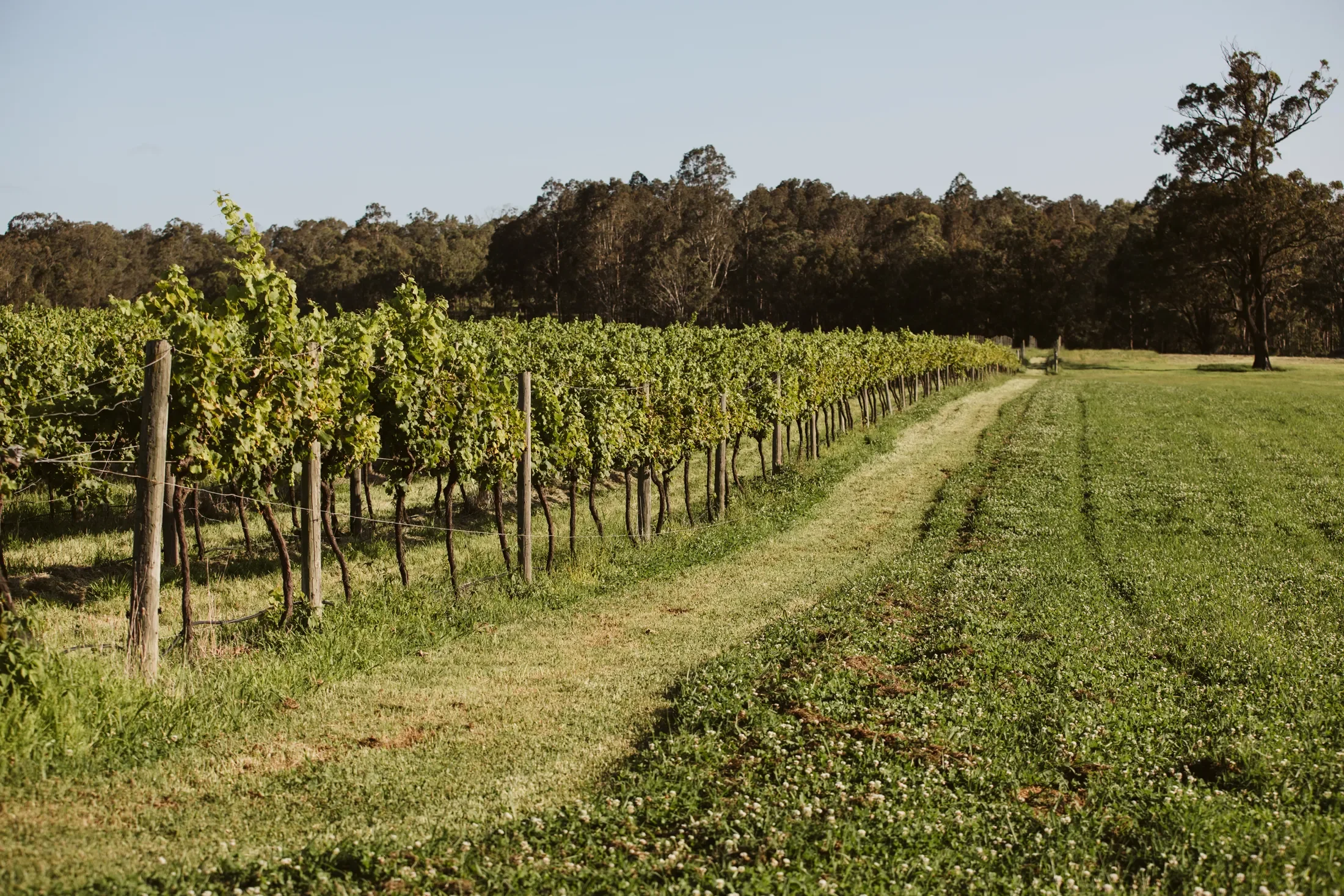 A vineyard with green grapevines growing on wooden posts, a grassy path, and a background of trees under a clear sky.