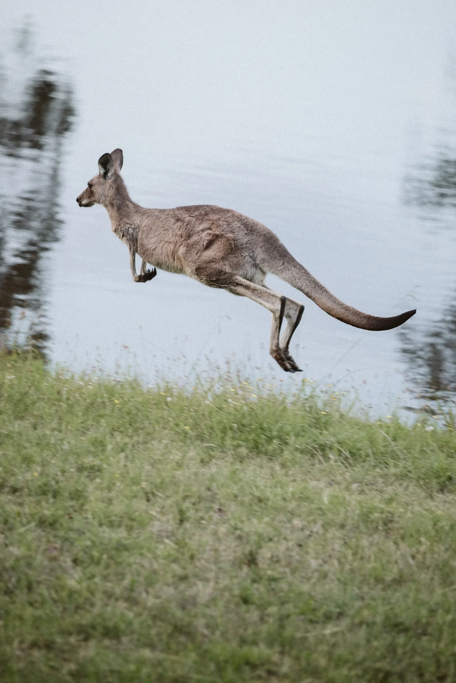 A kangaroo running on grass near a body of water with trees in the background.