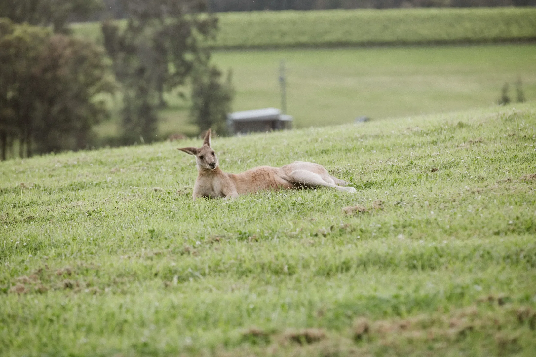 A kangaroo lies on the grass in an open field with trees in the background.