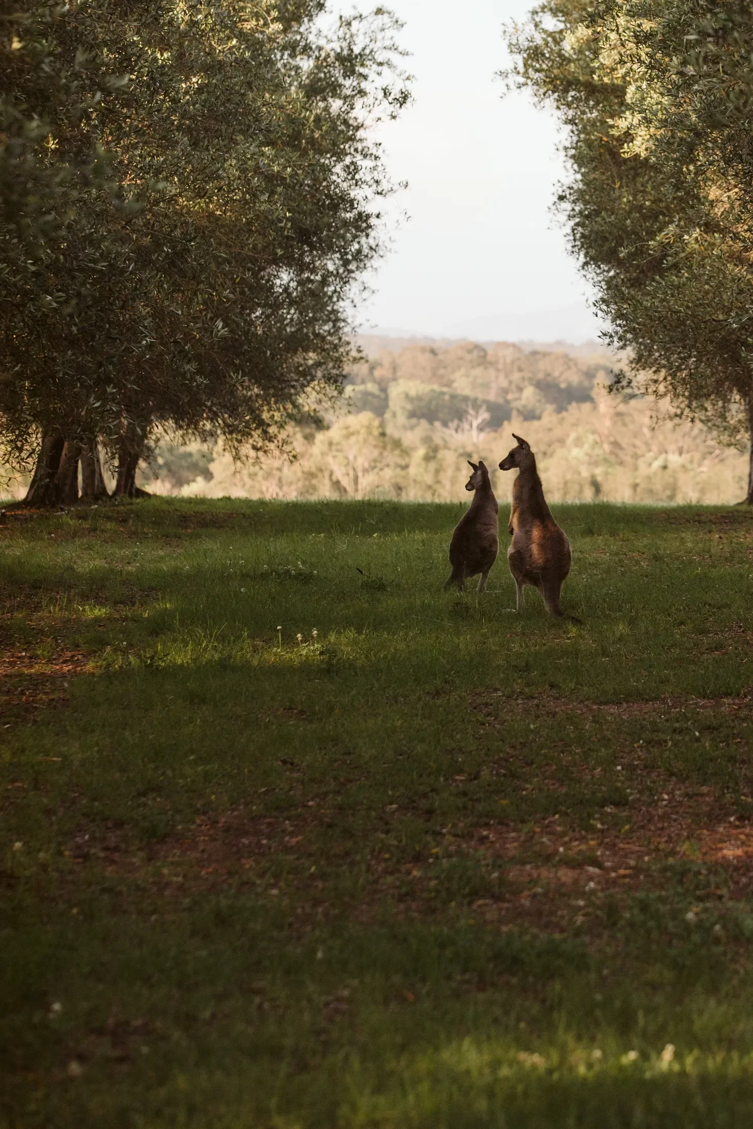 Two kangaroos standing in a grassy clearing framed by trees with a distant hilly landscape in the background.