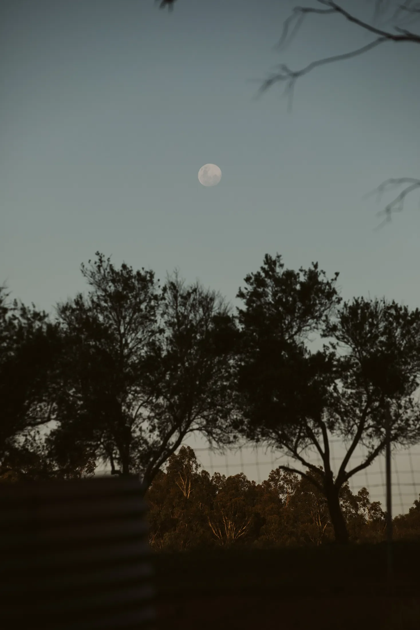 Night sky with a visible moon and silhouetted trees in the foreground.