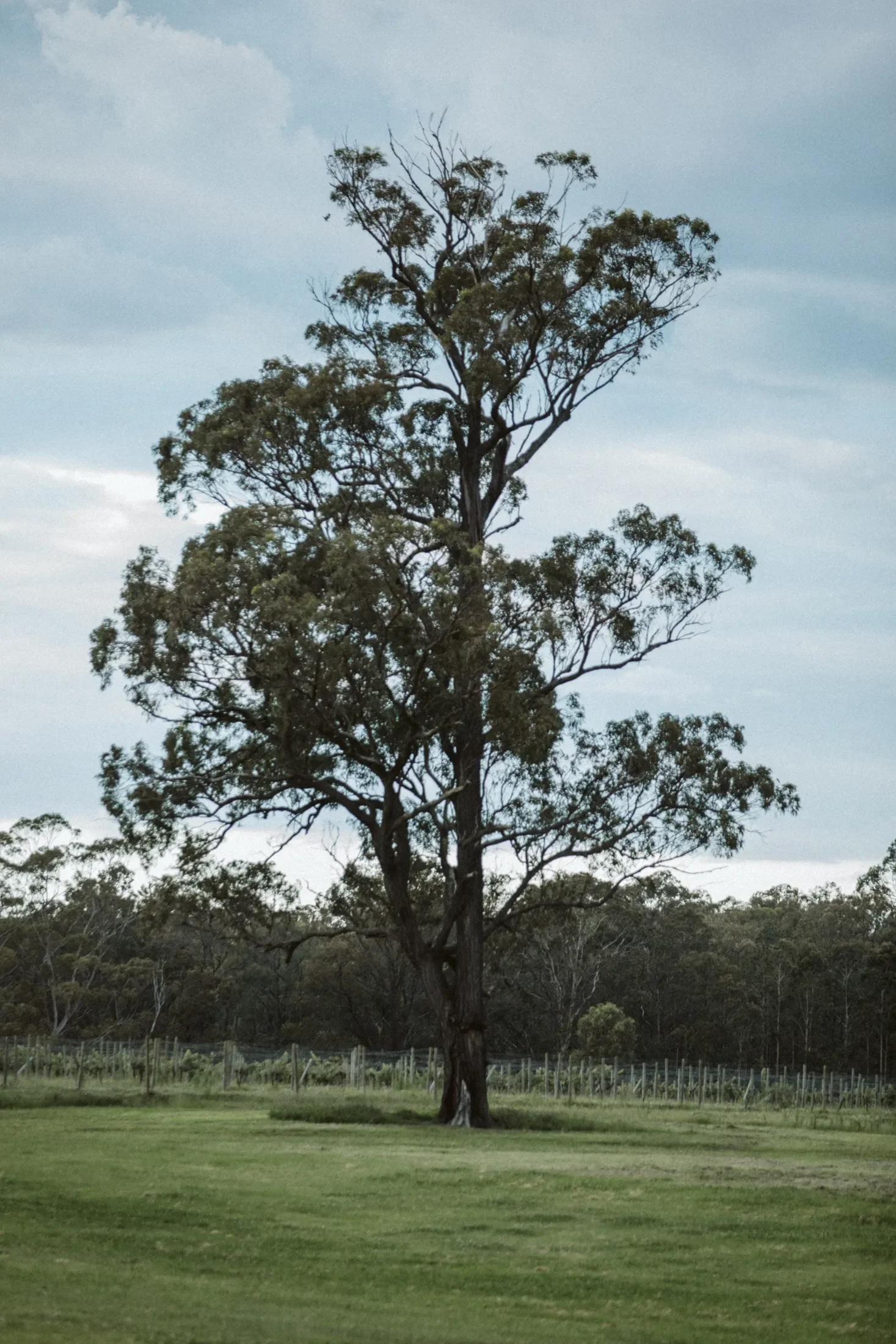A tall tree with sparse foliage stands in a grassy field with a fence in the background. Overcast sky with clouds.