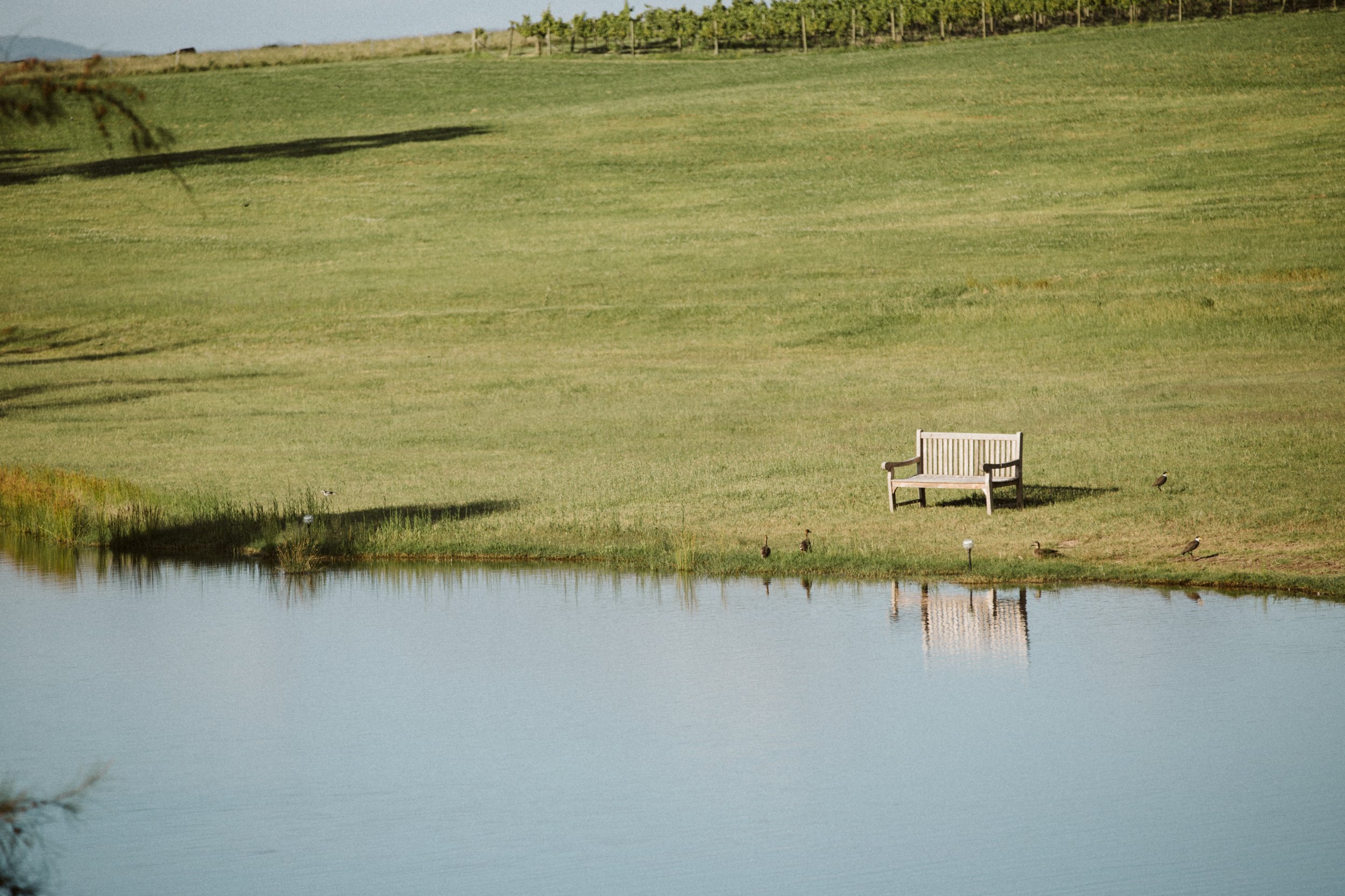 A serene landscape featuring a grassy hill, a wooden bench near a body of water, and several birds on the ground, with a backdrop of trees and a blue sky.