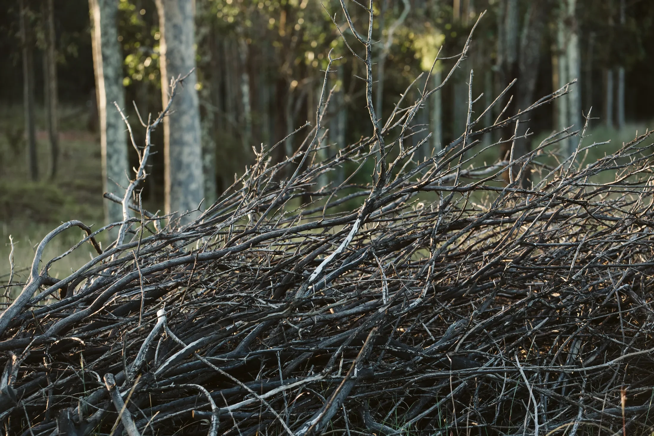 Foreground of tangled dry branches and twigs on the ground, with trees and forest in the background.