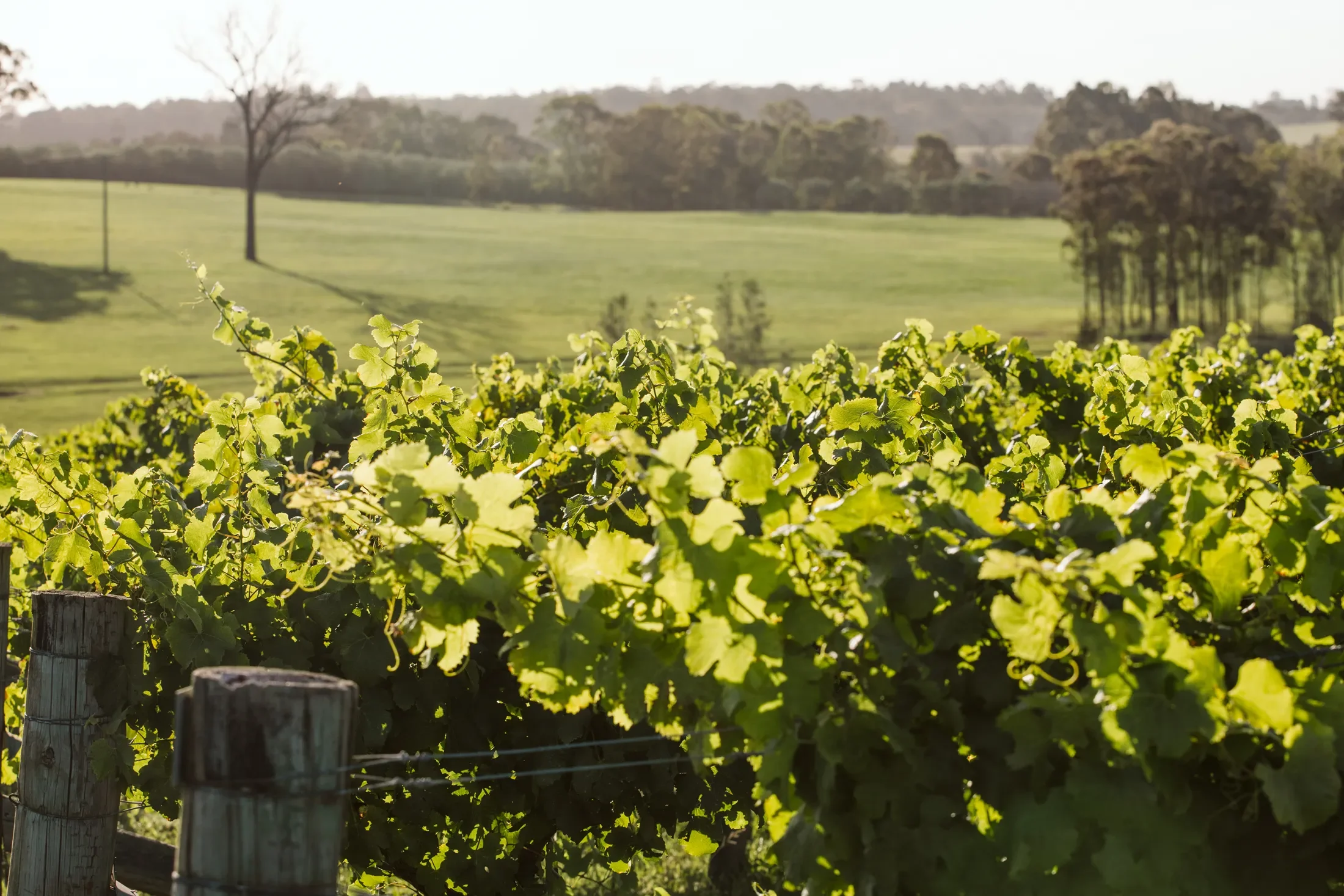 Vineyard with green grapevines in the foreground, a wooden fence, and open grassy fields with trees and hills in the background