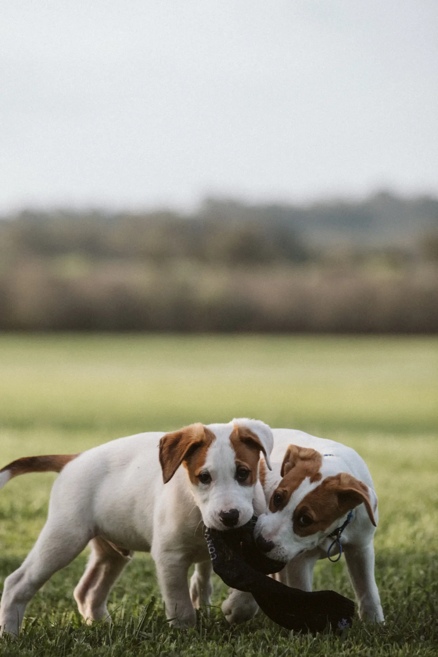 Two adorable puppies, one with white and brown fur and the other with similar coloring, playing outdoors on a grassy field with a blurred background of trees and sky.