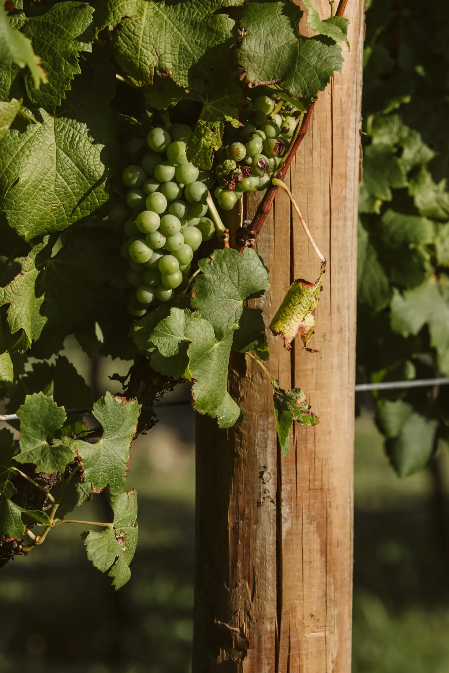 A cluster of green grapes hanging from a vine, surrounded by green leaves, attached to a wooden trellis post.
