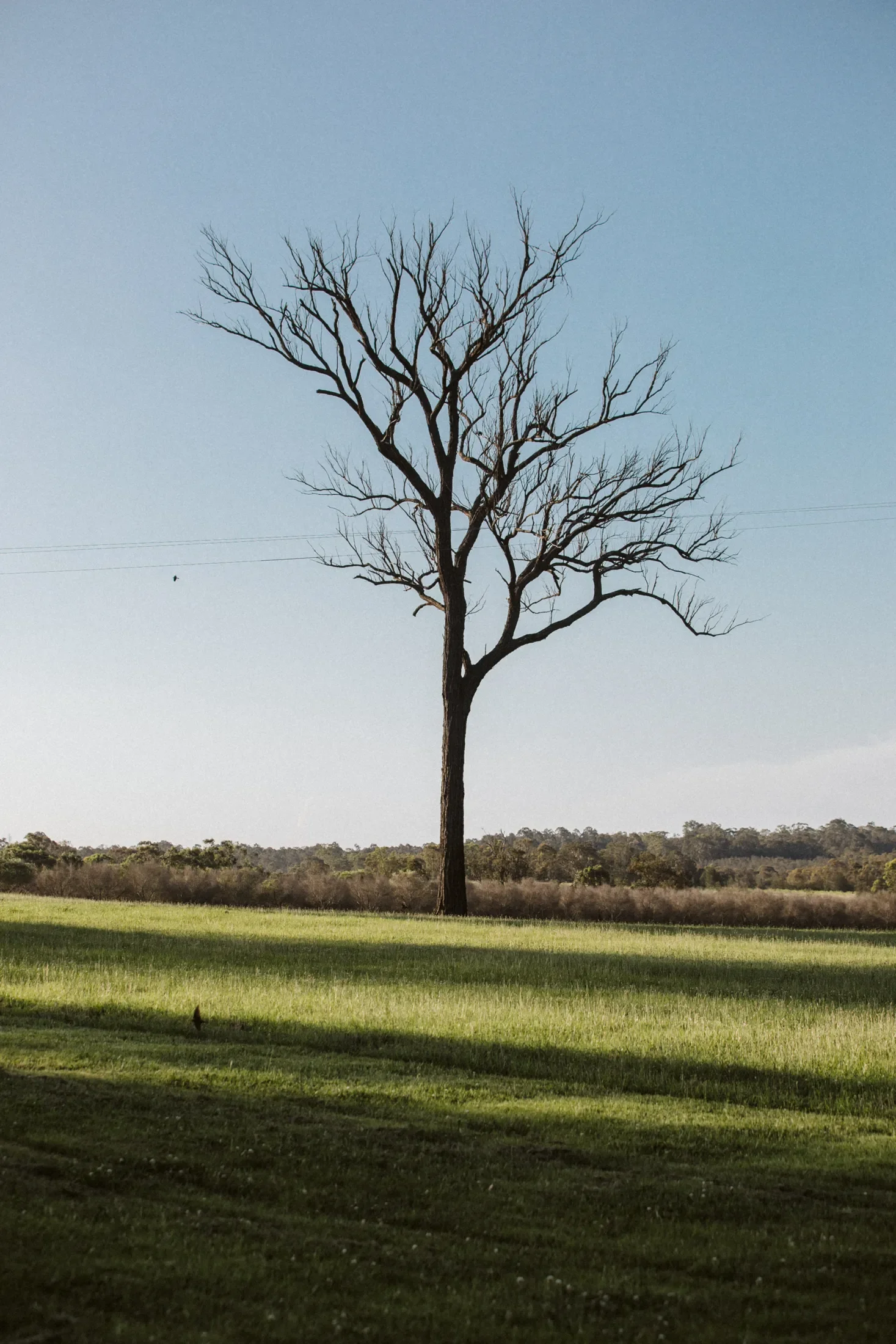 A tall, leafless tree stands in a grassy field under a light blue sky. The landscape is flat with some distant trees and shrubs.