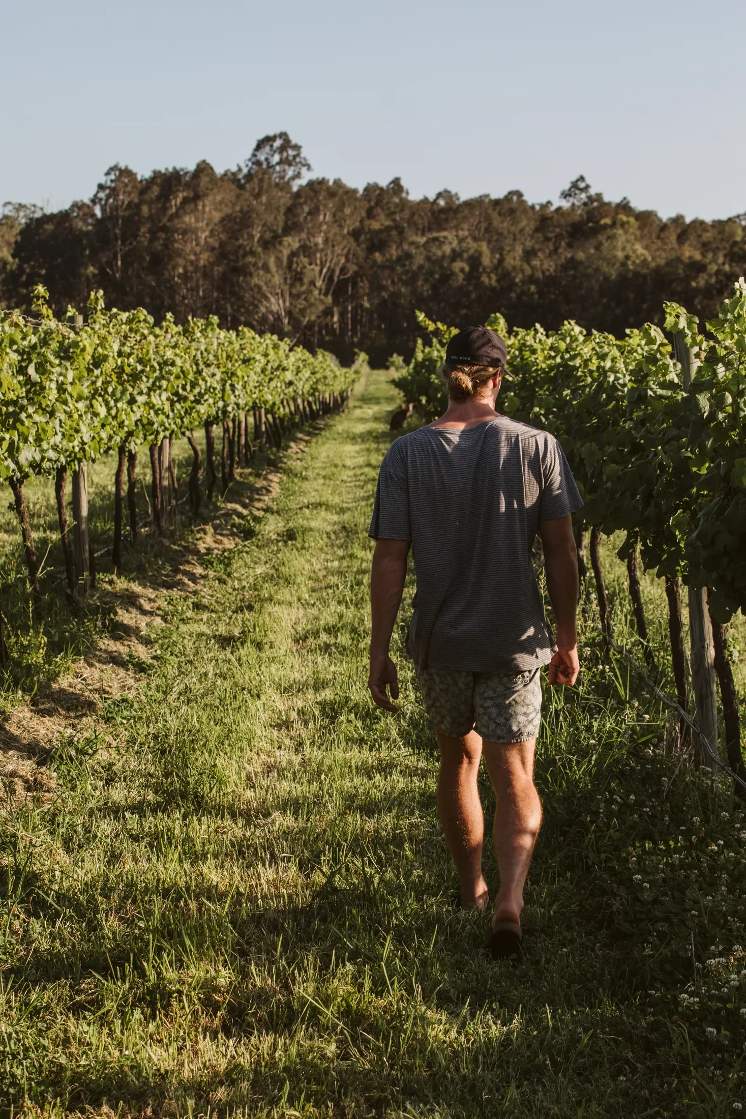 A person walking through a vineyard with rows of green grapevines and a forest in the background during daylight.