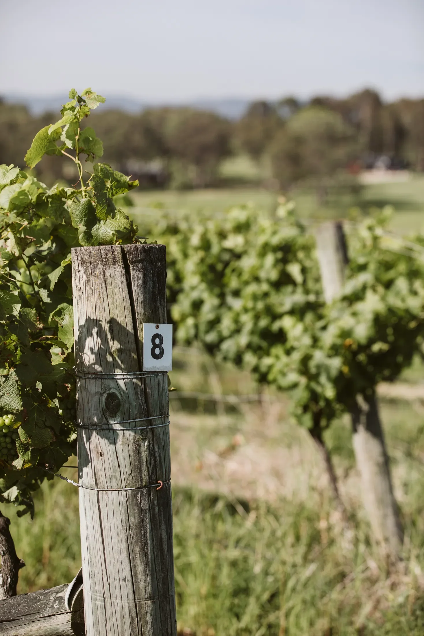 Close-up of a weathered wooden vineyard post with a small white tag labeled '8', surrounded by green grapevine leaves, with blurred vineyard rows in the background.